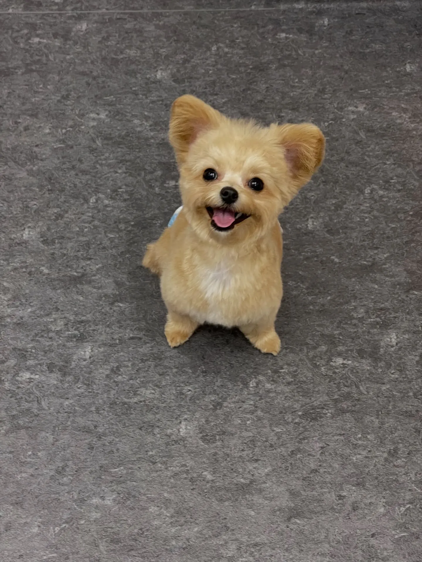 福岡市東区箱崎の近くに位置するトリミングサロン🐩「ドッグサロ...