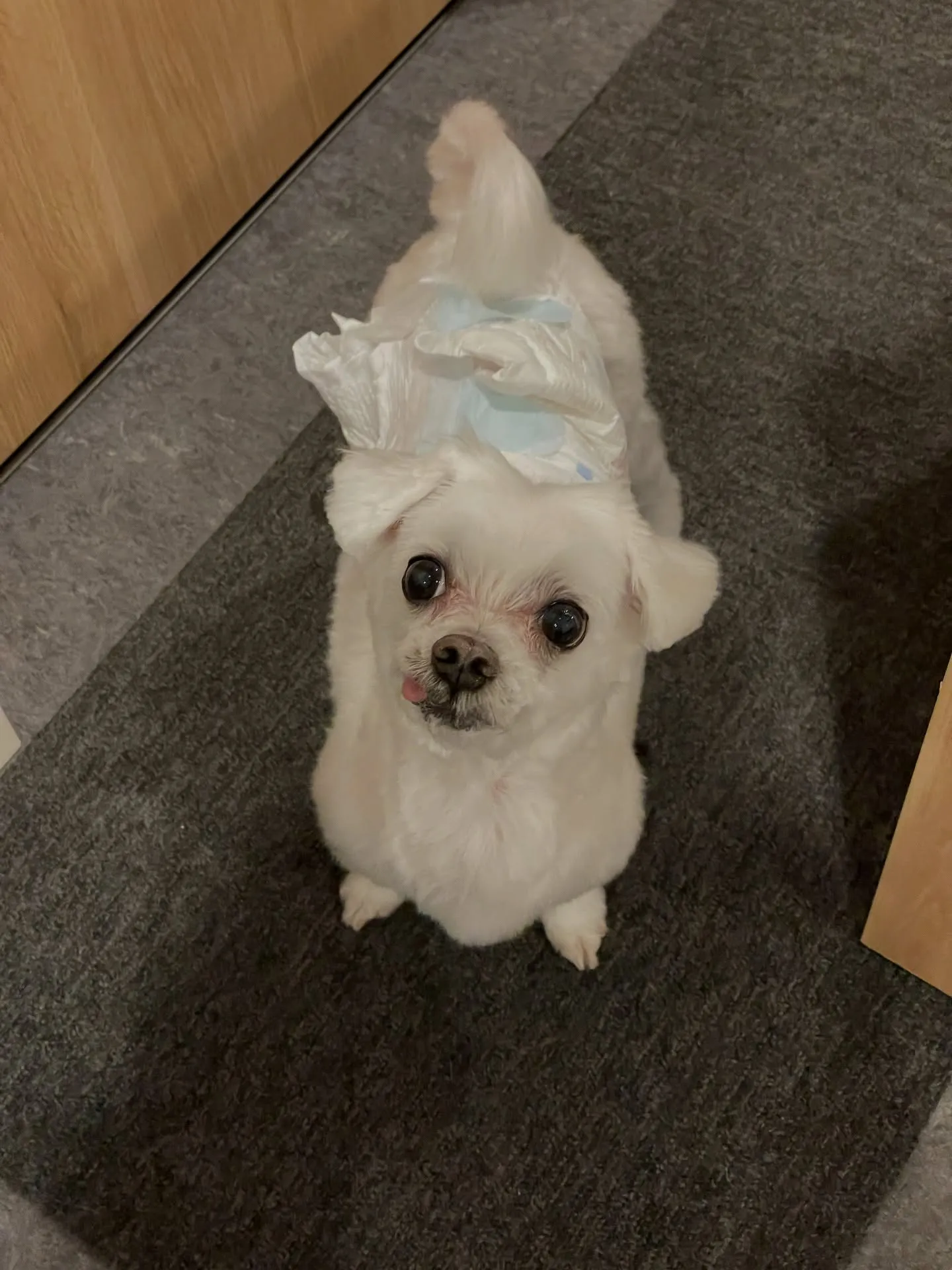 福岡市東区箱崎の近くに位置するトリミングサロン🐩「ドッグサロ...