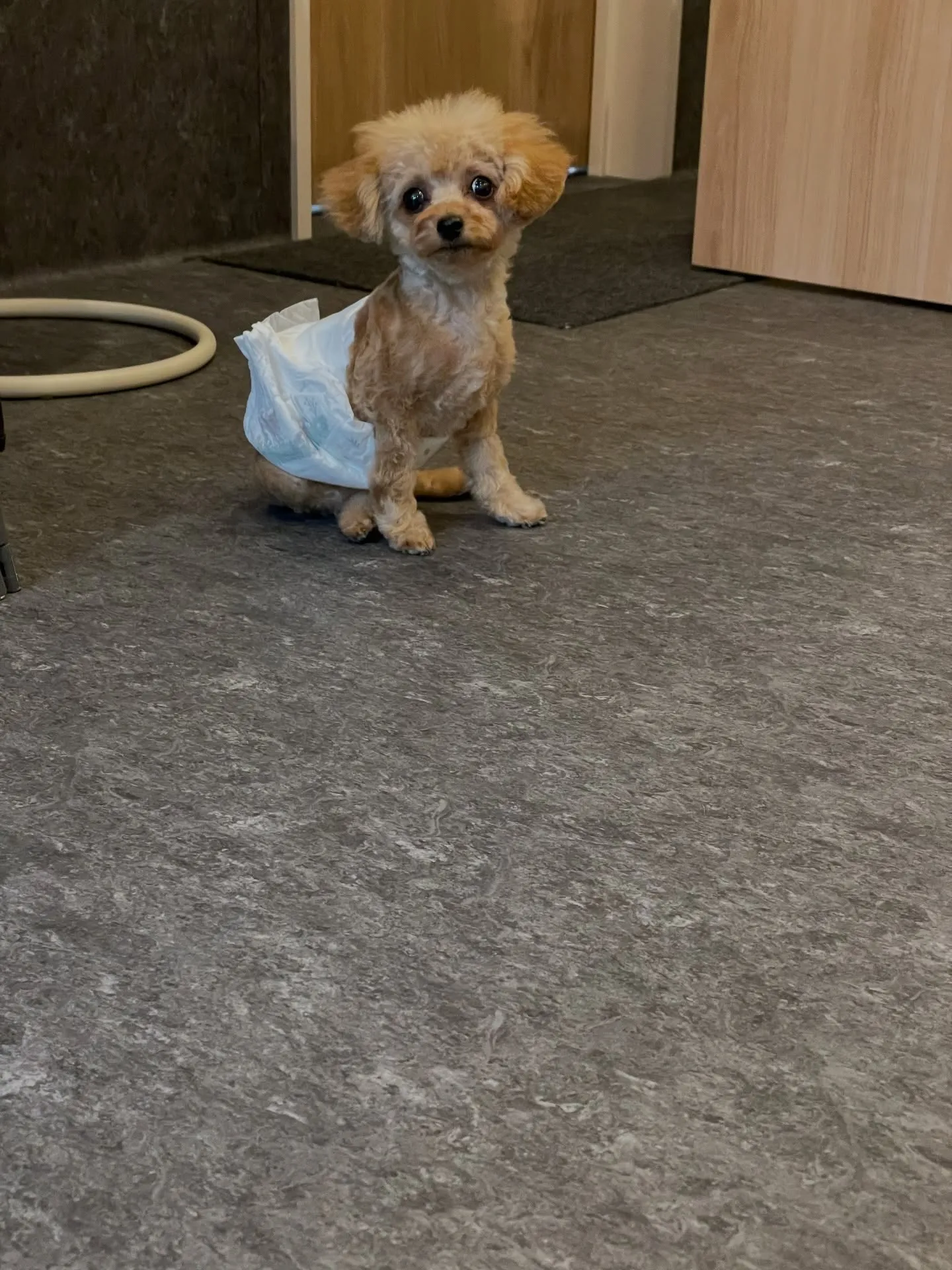 福岡市東区箱崎の近くに位置するトリミングサロン🐩「ドッグサロ...