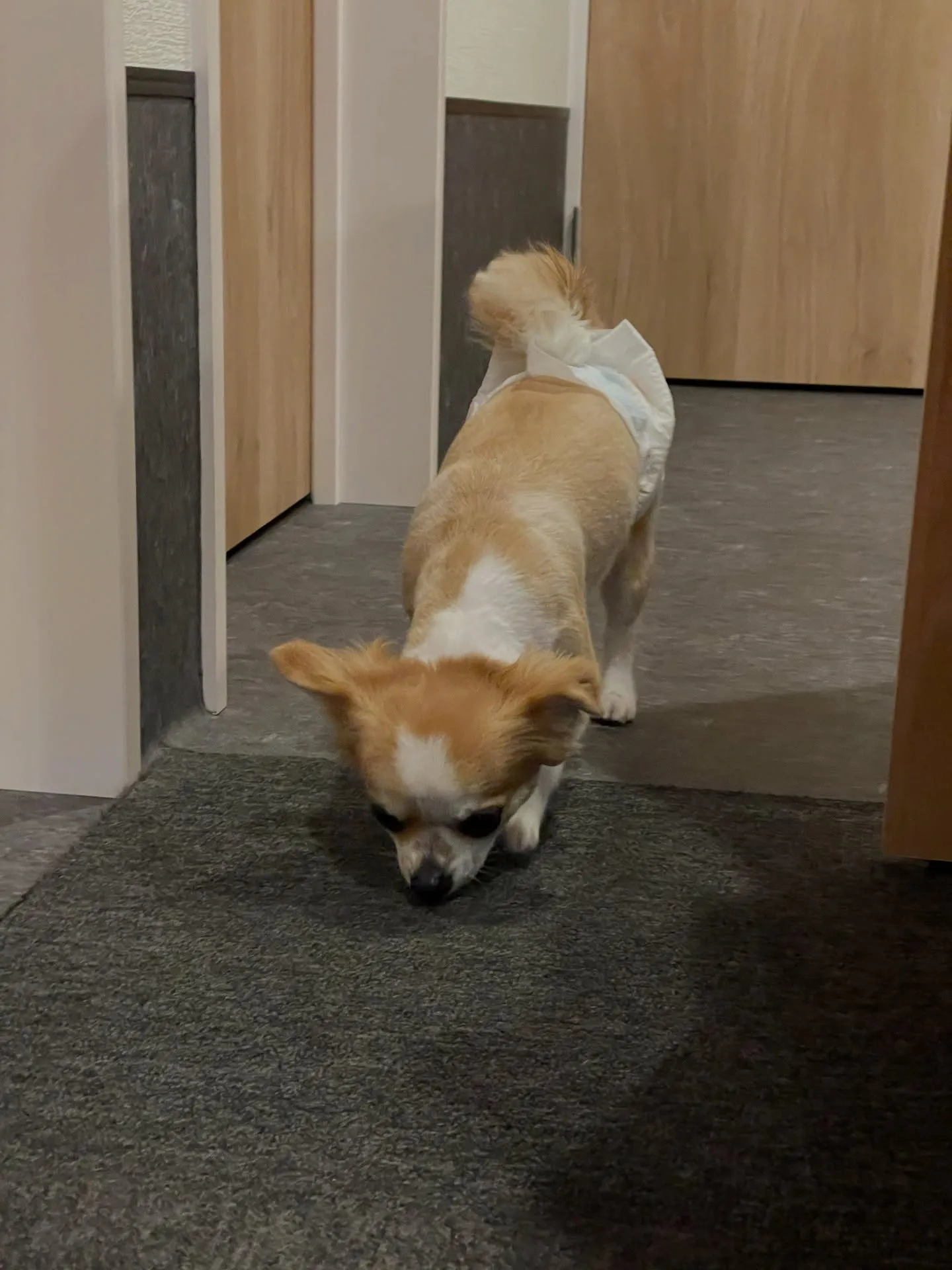 福岡市東区箱崎の近くに位置するトリミングサロン🐩「ドッグサロ...