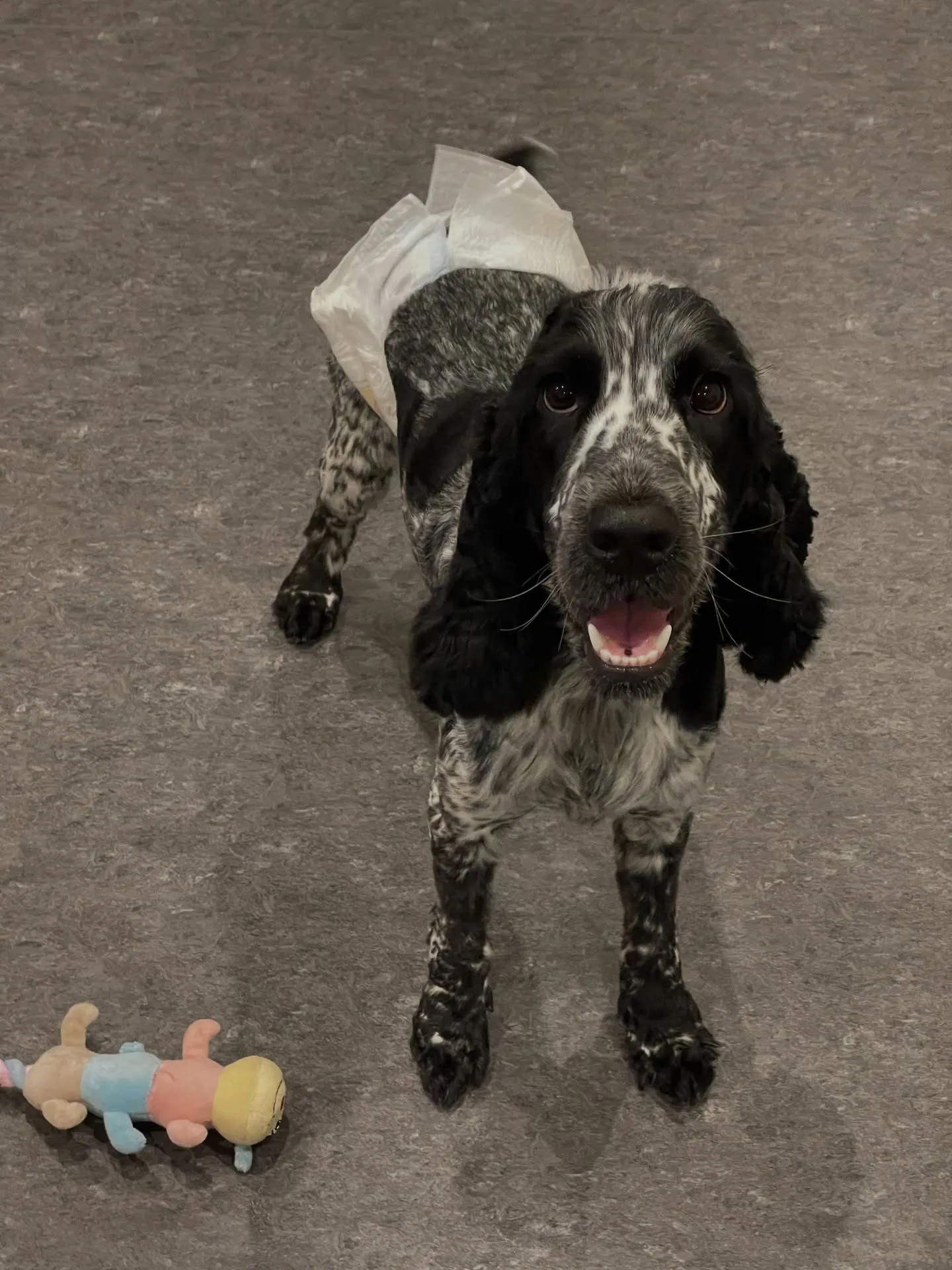 福岡市東区箱崎の近くに位置するトリミングサロン🐩「ドッグサロ...