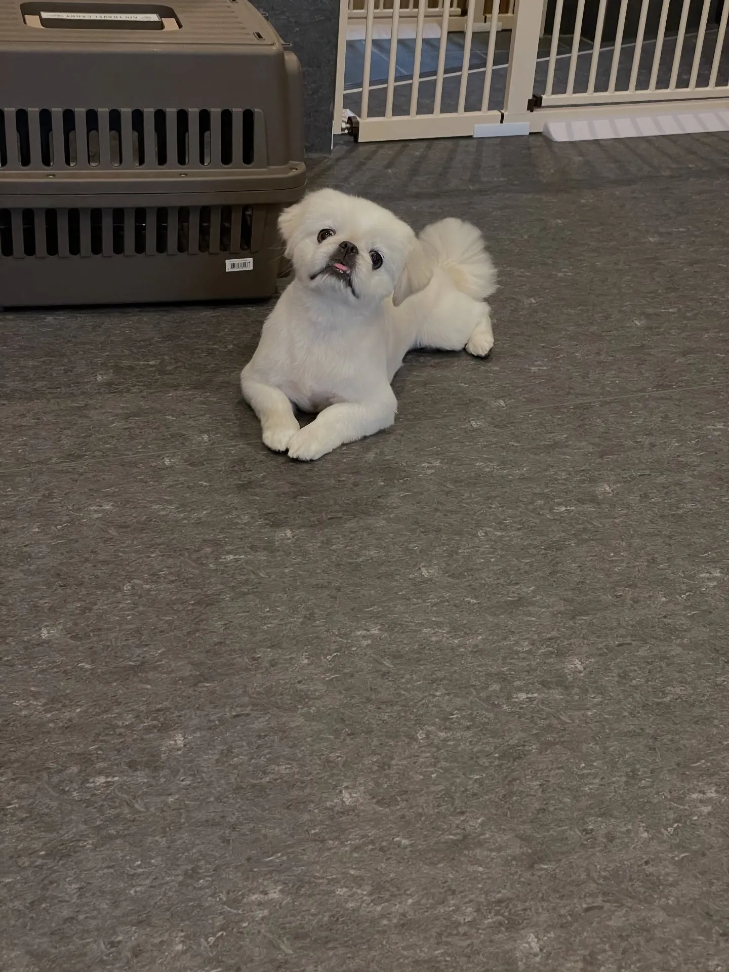 福岡市東区箱崎の近くに位置するトリミングサロン🐩「ドッグサロ...