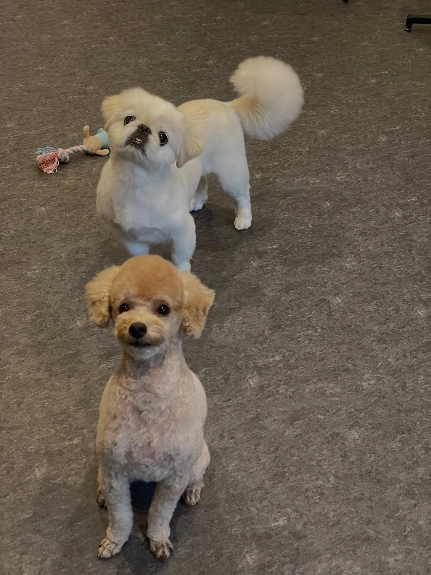 福岡市東区箱崎の近くに位置するトリミングサロン🐩「ドッグサロ...