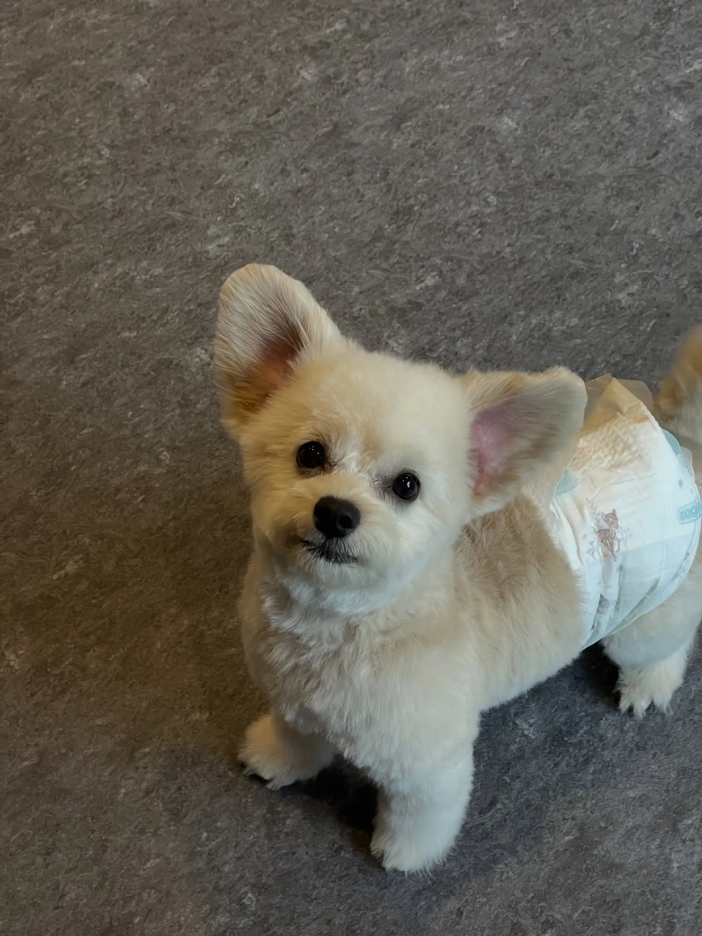 福岡市東区箱崎にお住まいの皆さま、愛犬との特別なひとときをど...