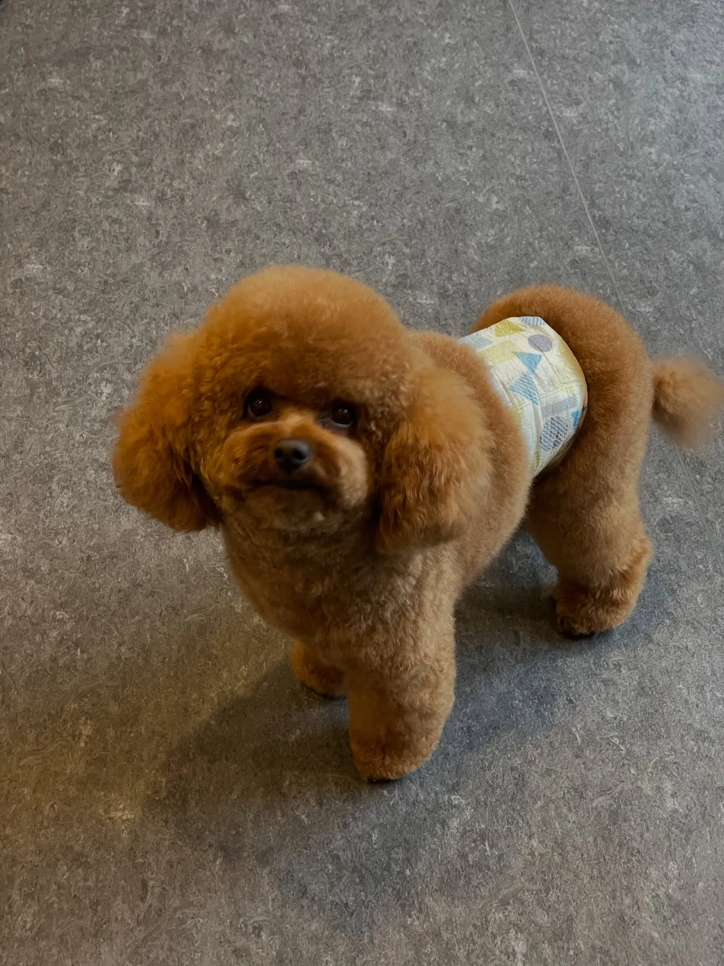 福岡市東区箱崎にお住まいの皆さま、愛犬との特別なひとときをど...