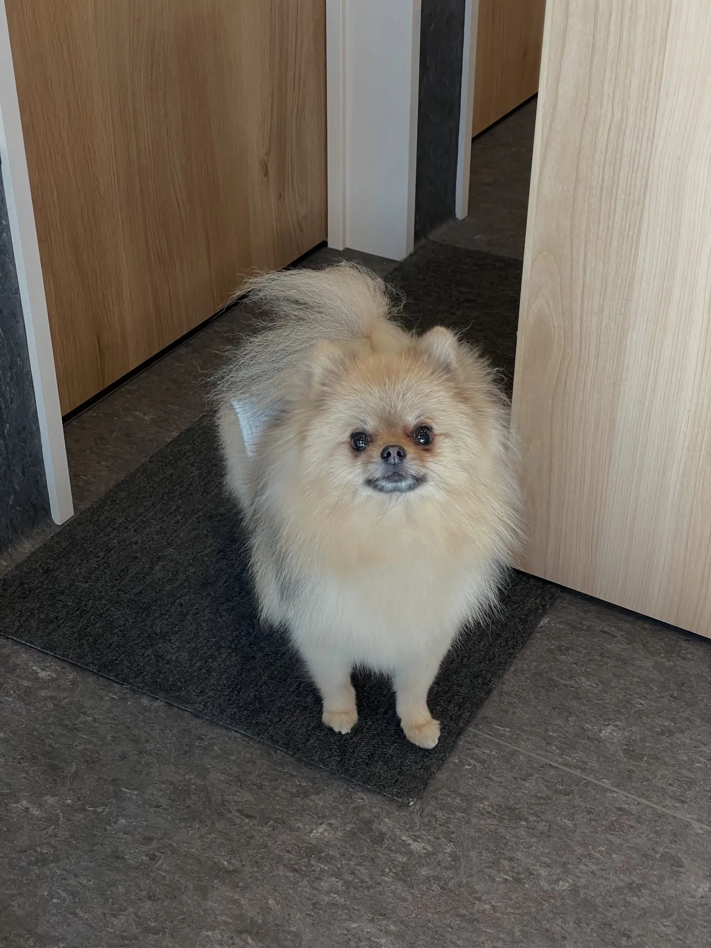 福岡市東区箱崎にお住まいの皆さま、愛犬との特別なひとときをど...