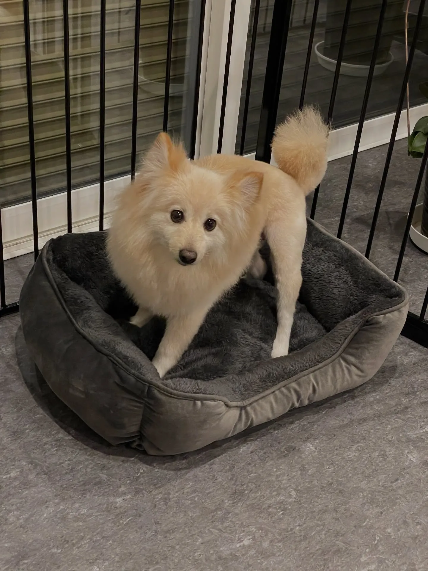 福岡市東区箱崎にお住まいの皆さま、愛犬との特別なひとときをど...