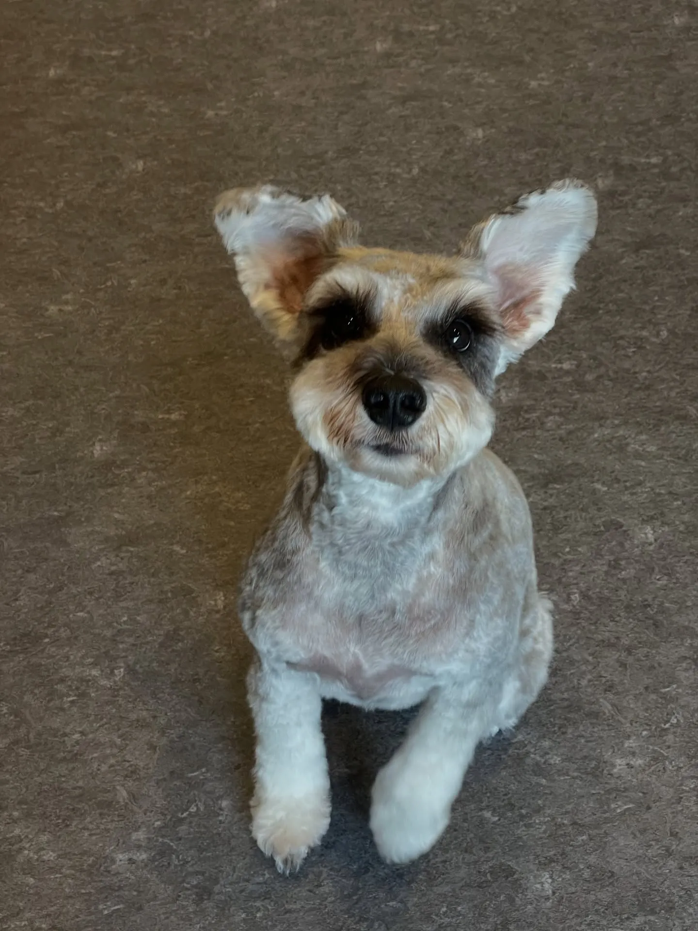 福岡市東区箱崎にお住まいの皆さま、愛犬との特別なひとときをど...