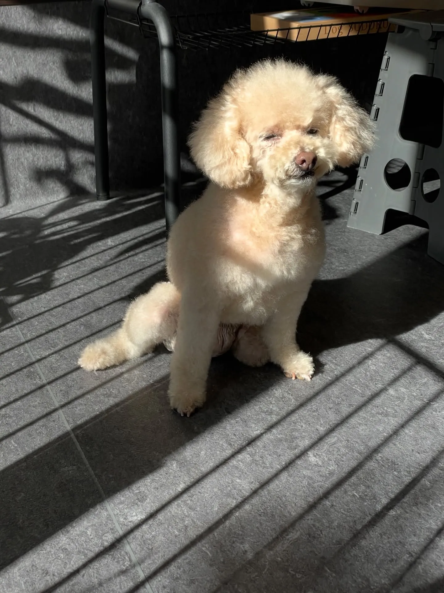 福岡市東区箱崎にお住まいの皆さま、愛犬との特別なひとときをど...