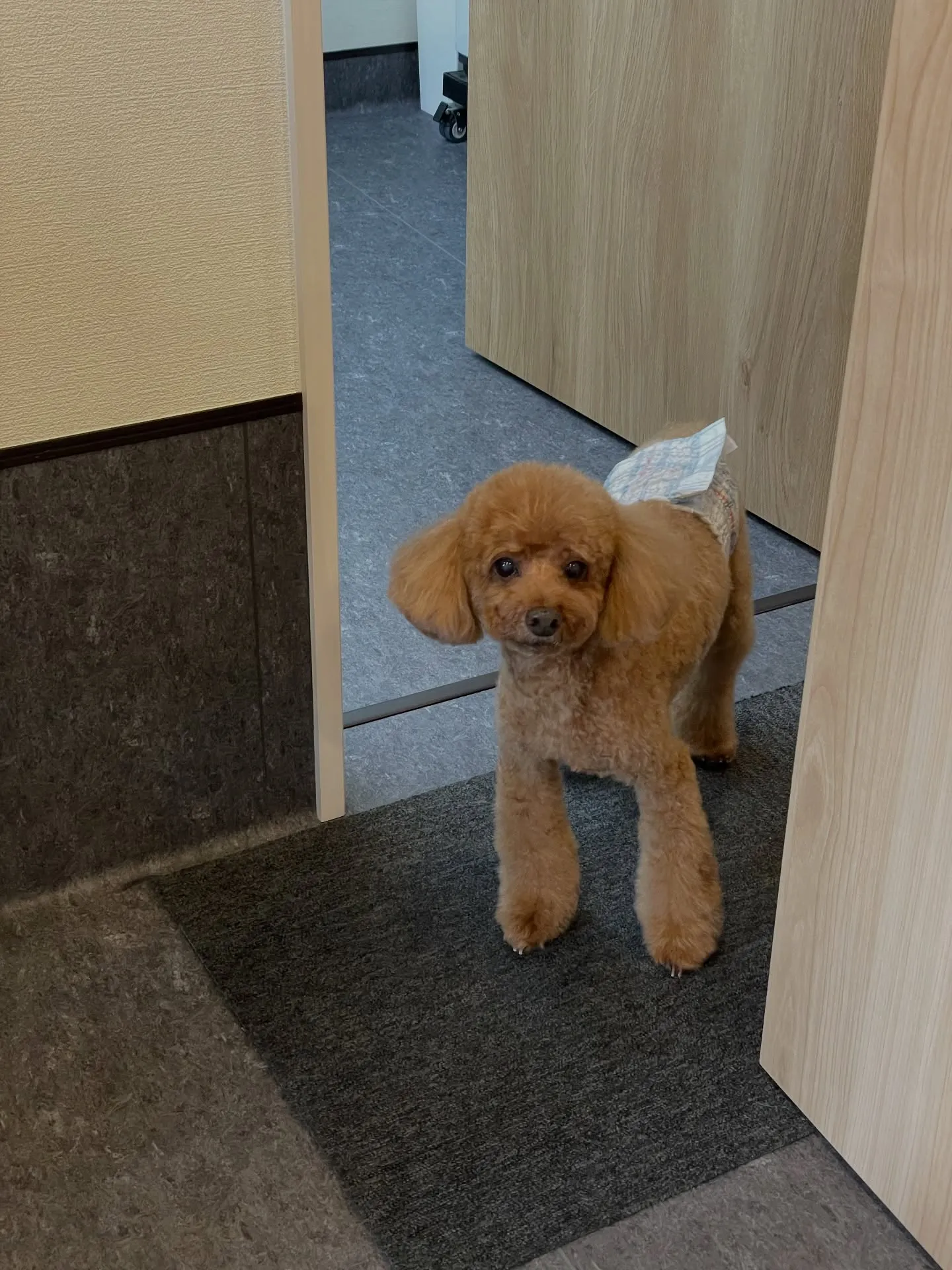 福岡市東区箱崎にお住まいの皆さま、愛犬との特別なひとときをど...