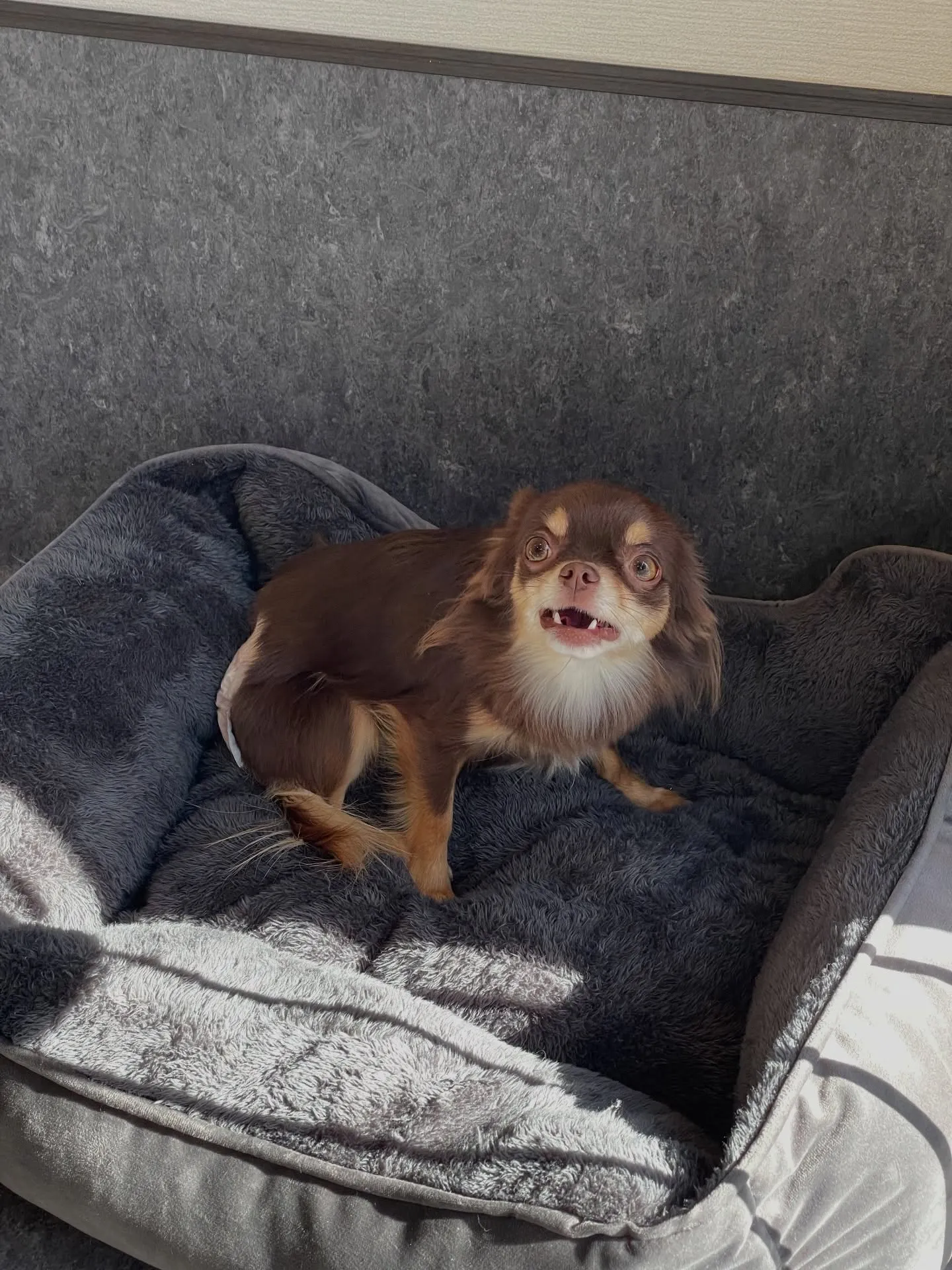 🐾こんにちは、愛犬家の皆様！福岡市東区の箱崎駅近くに位置する...