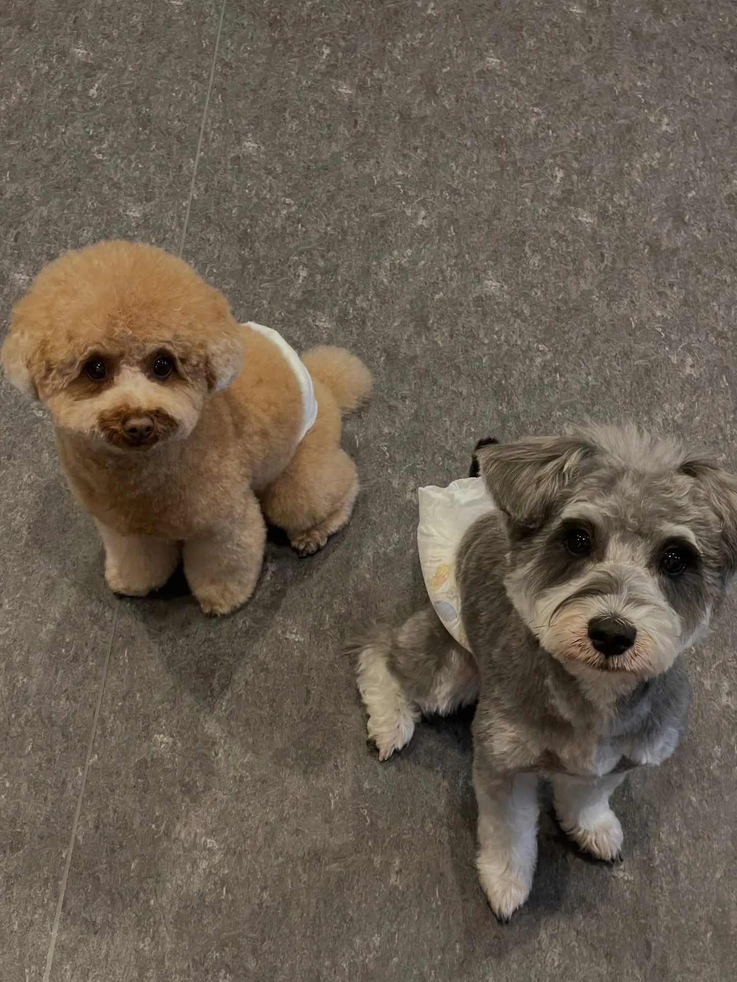 🐾こんにちは、愛犬家の皆様！福岡市東区の箱崎駅近くに位置する...