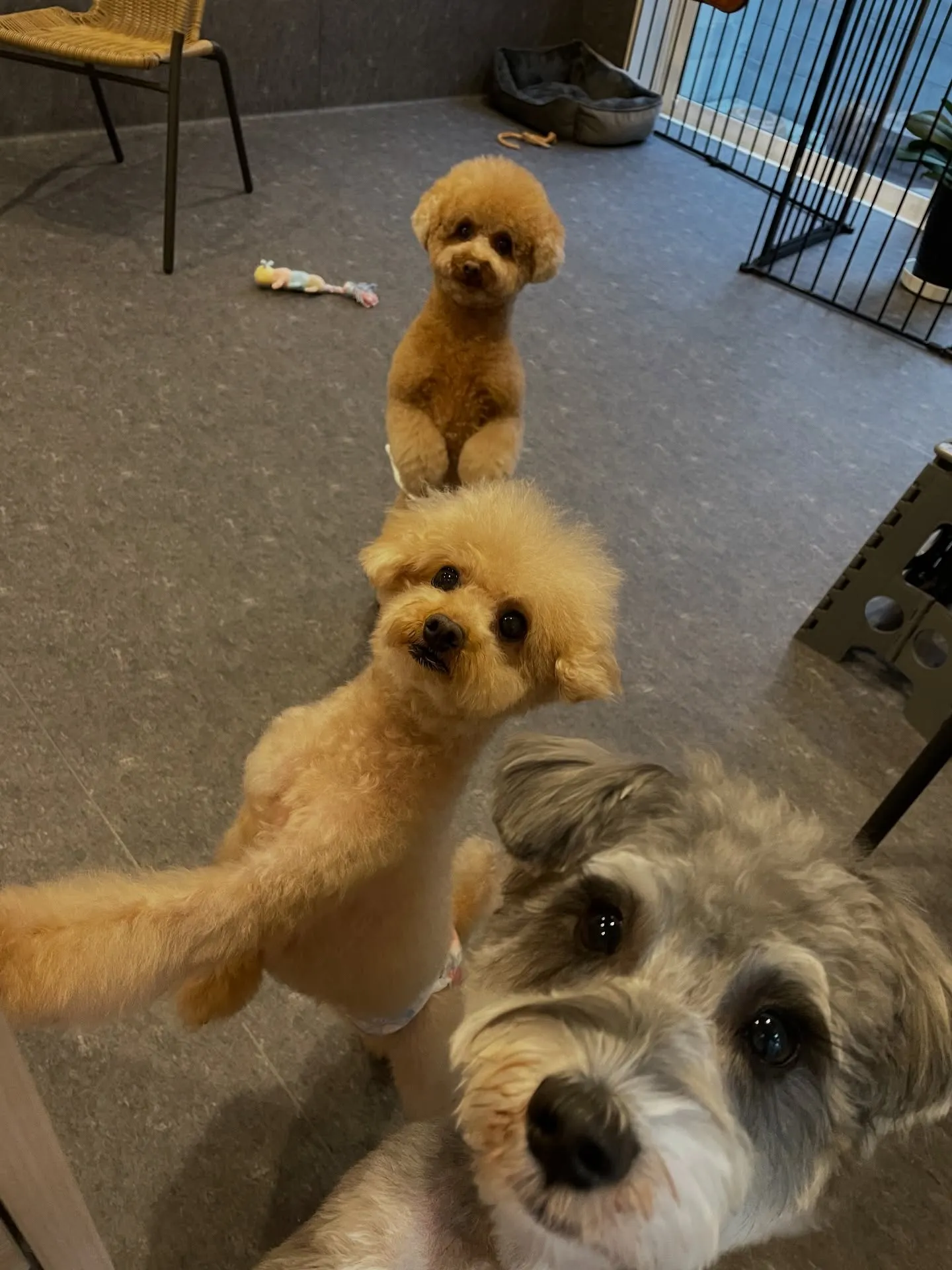 🐾こんにちは、愛犬家の皆様！福岡市東区の箱崎駅近くに位置する...