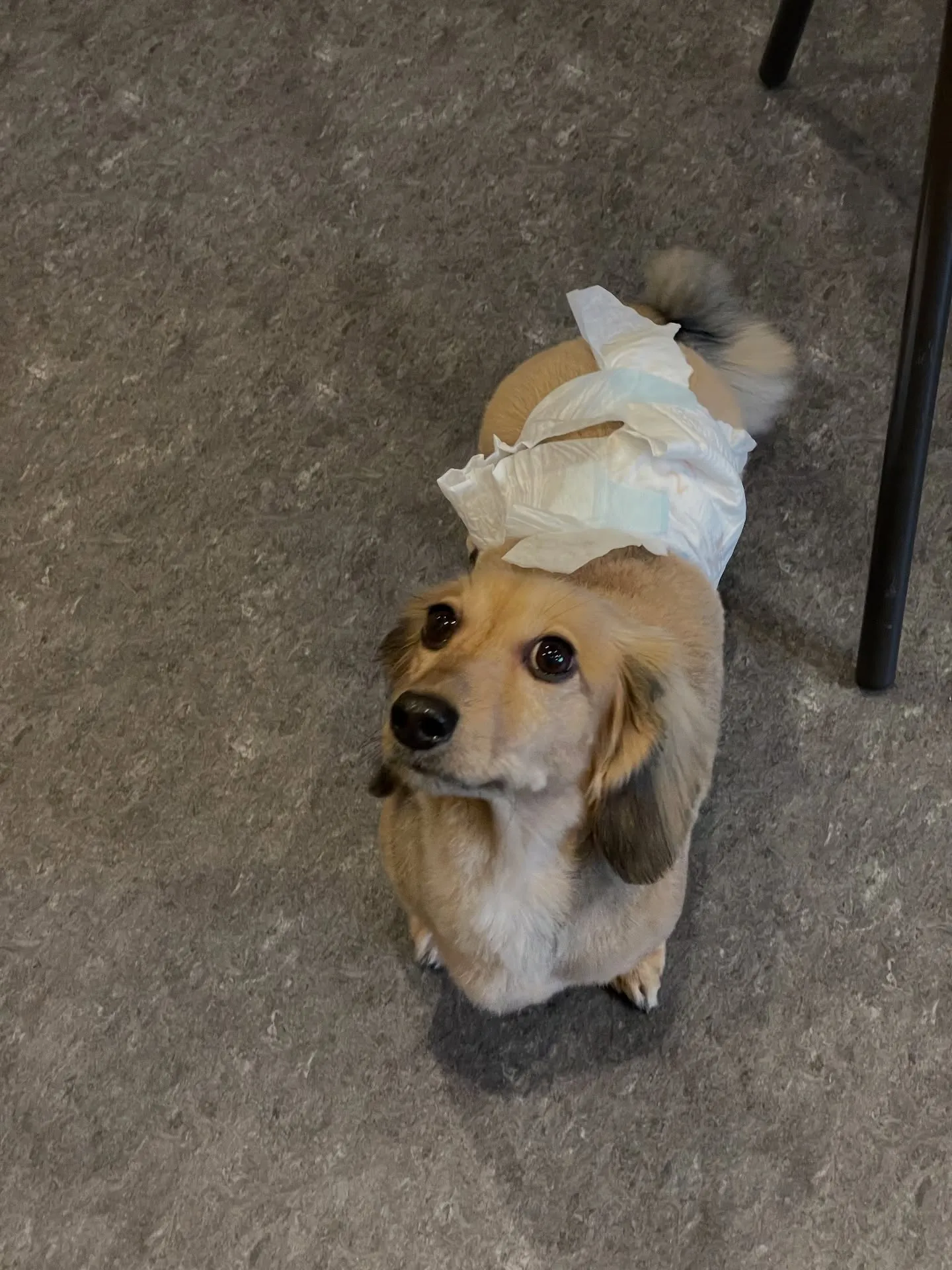 🐾こんにちは、愛犬家の皆様！福岡市東区の箱崎駅近くに位置する...