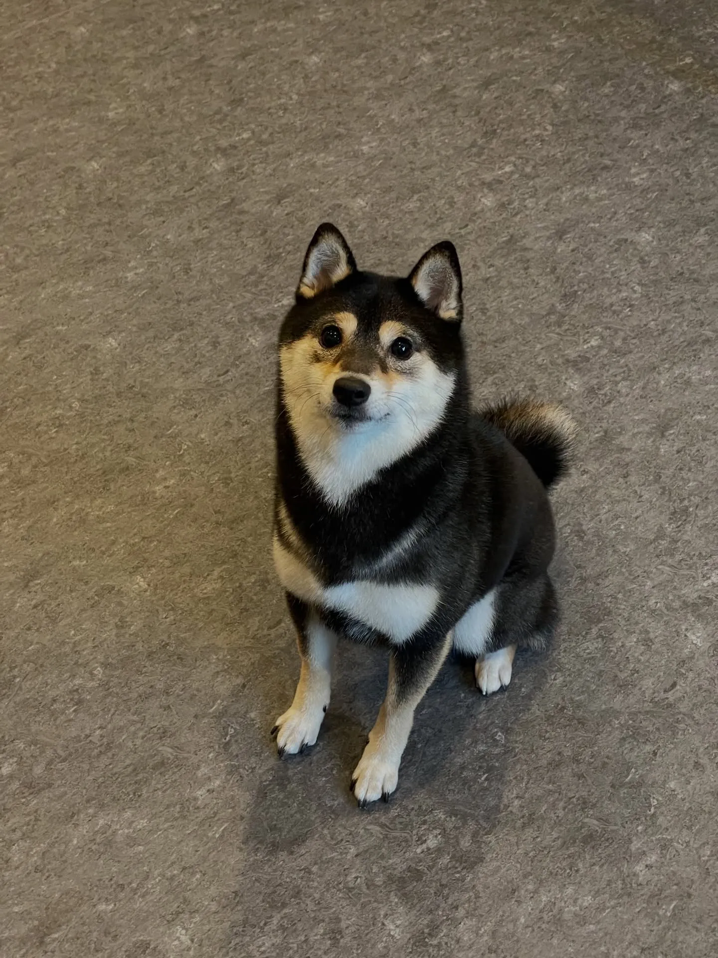 🐾こんにちは、愛犬家の皆様！福岡市東区の箱崎駅近くに位置する...