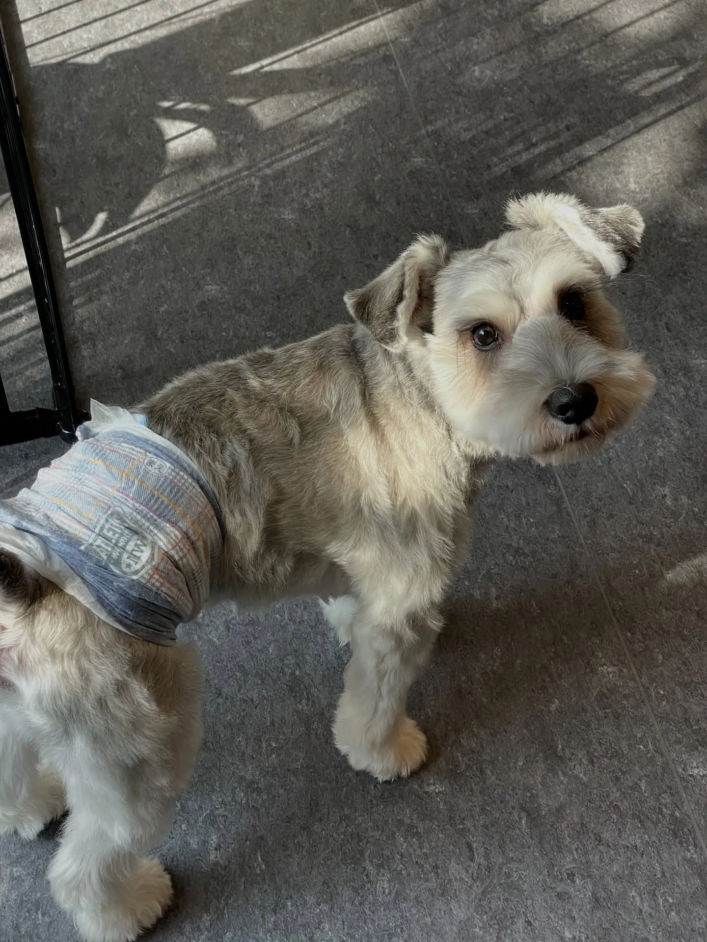 🐾こんにちは、愛犬家の皆様！福岡市東区の箱崎駅近くに位置する...