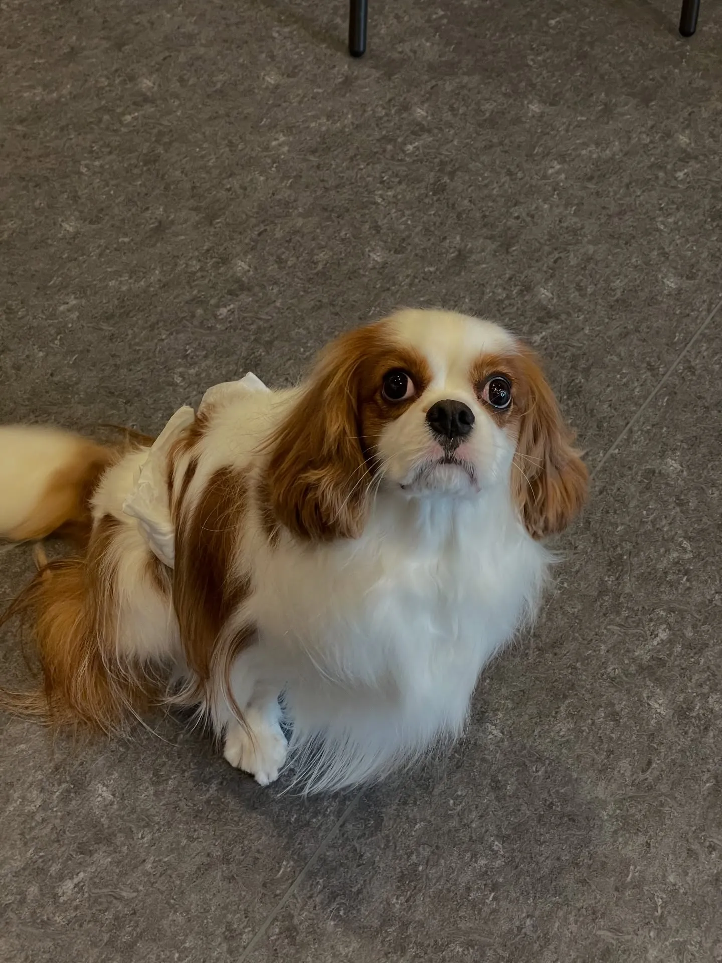 🌟🐶✨福岡市東区にある会員制トリミングサロンudog✨🐾当店...