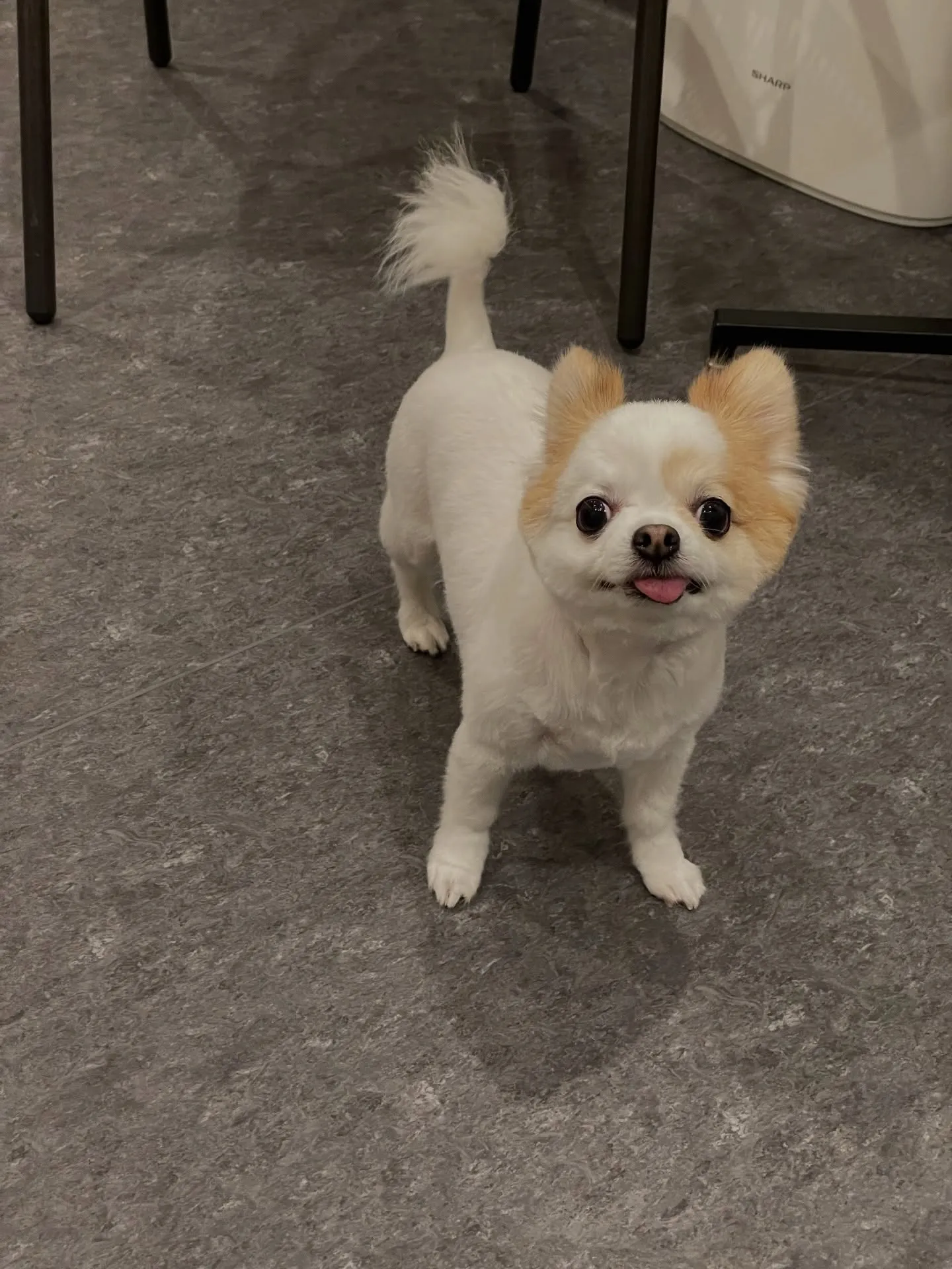 🌟🐶✨福岡市東区にある会員制トリミングサロンudog✨🐾当店...