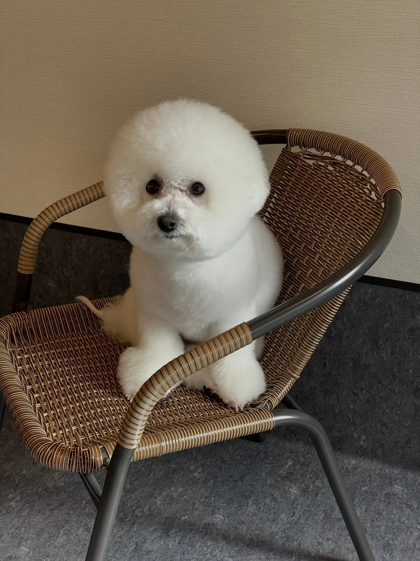 🌟🐶✨福岡市東区にある会員制トリミングサロンudog✨🐾当店...