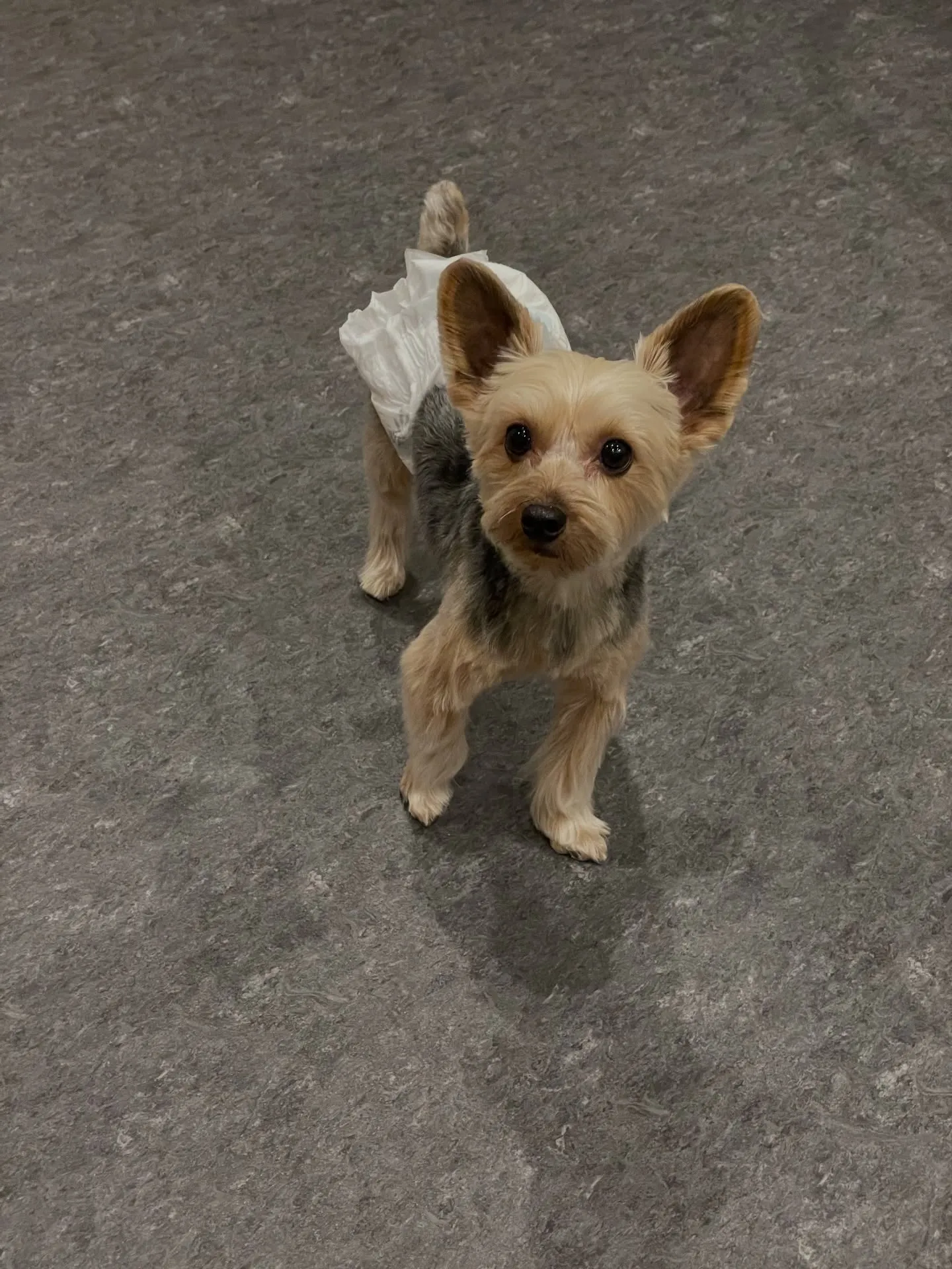 🌟🐶✨福岡市東区にある会員制トリミングサロンudog✨🐾当店...