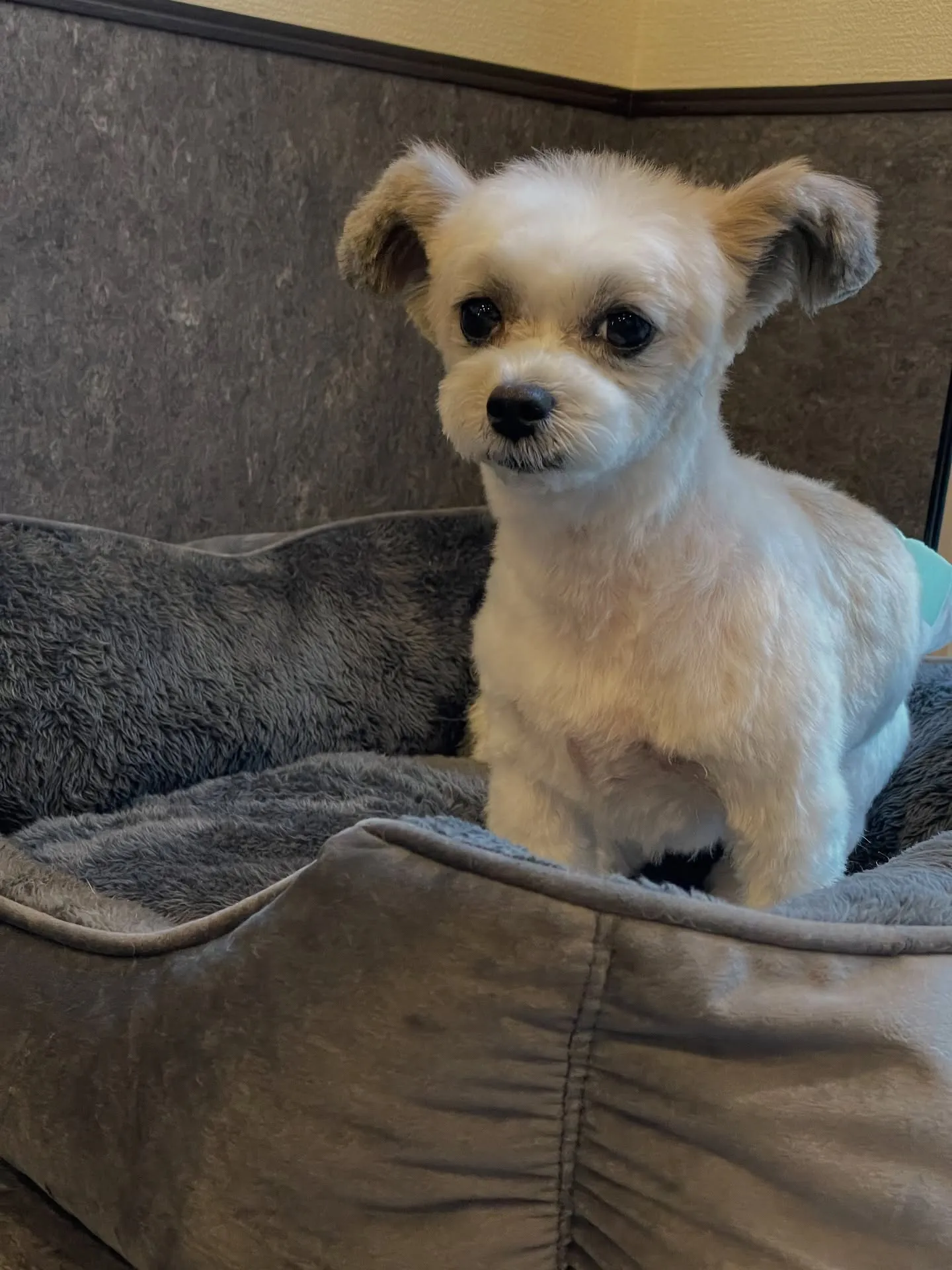 🌟🐶✨福岡市東区にある会員制トリミングサロンudog✨🐾当店...