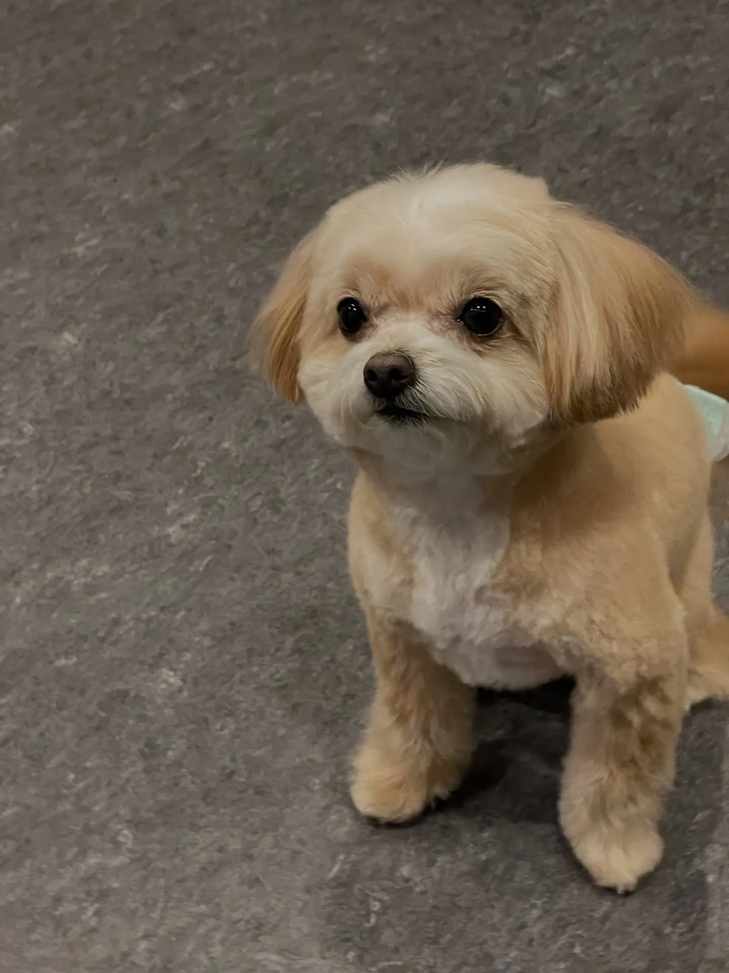 🌟🐶✨福岡市東区にある会員制トリミングサロンudog✨🐾当店...