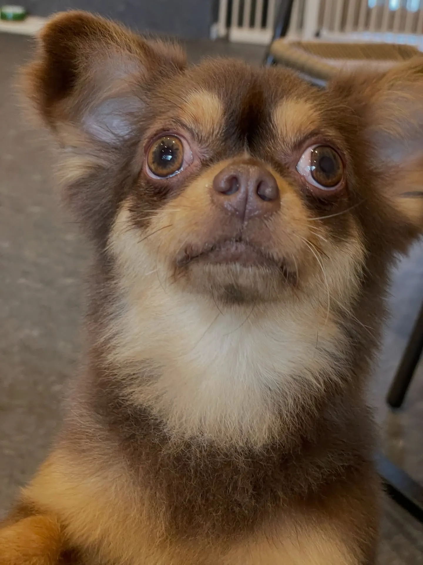 🌟🐶✨福岡市東区にある会員制トリミングサロンudog✨🐾当店...