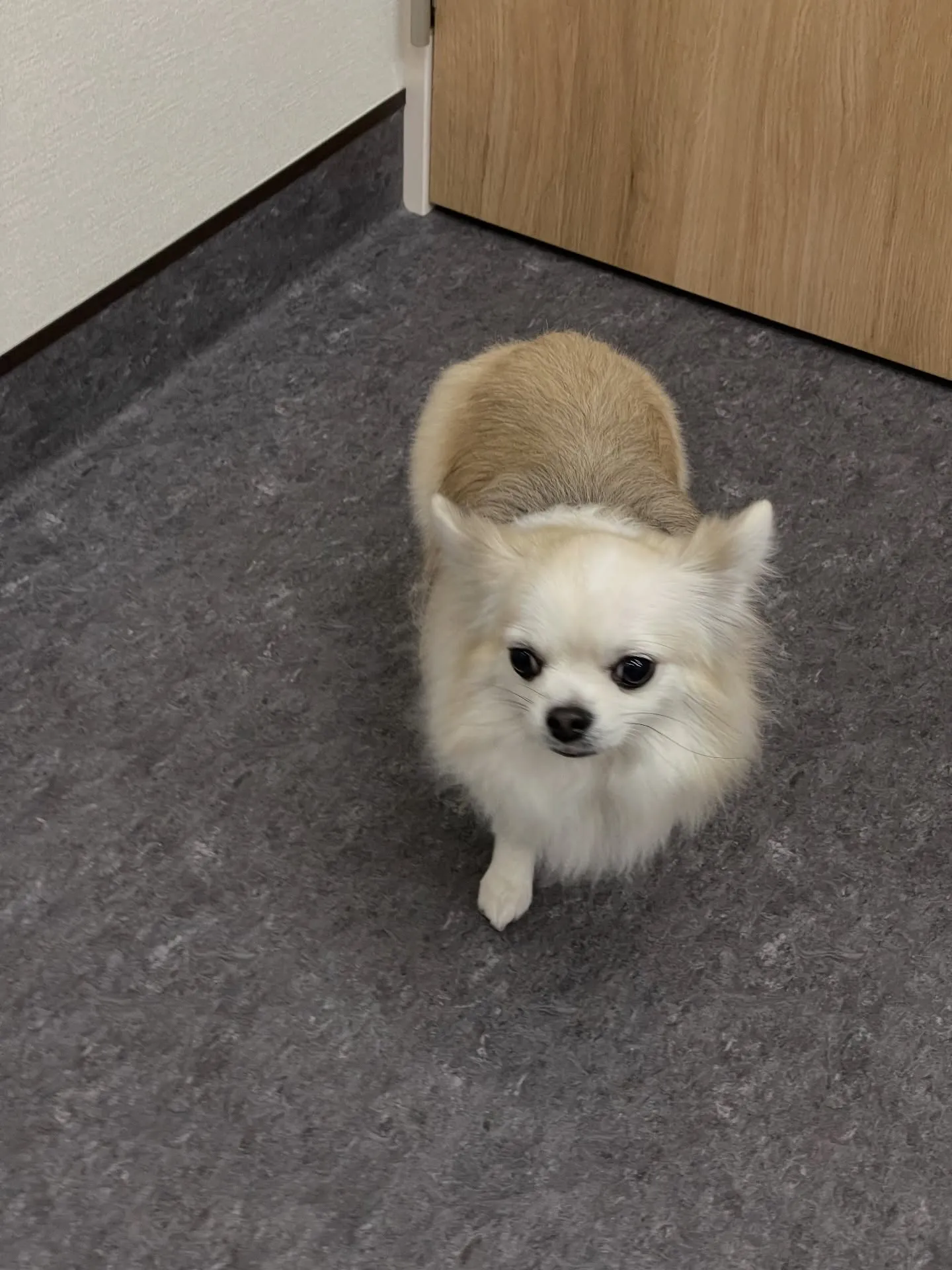 🌟🐶✨福岡市東区にある会員制トリミングサロンudog✨🐾当店...