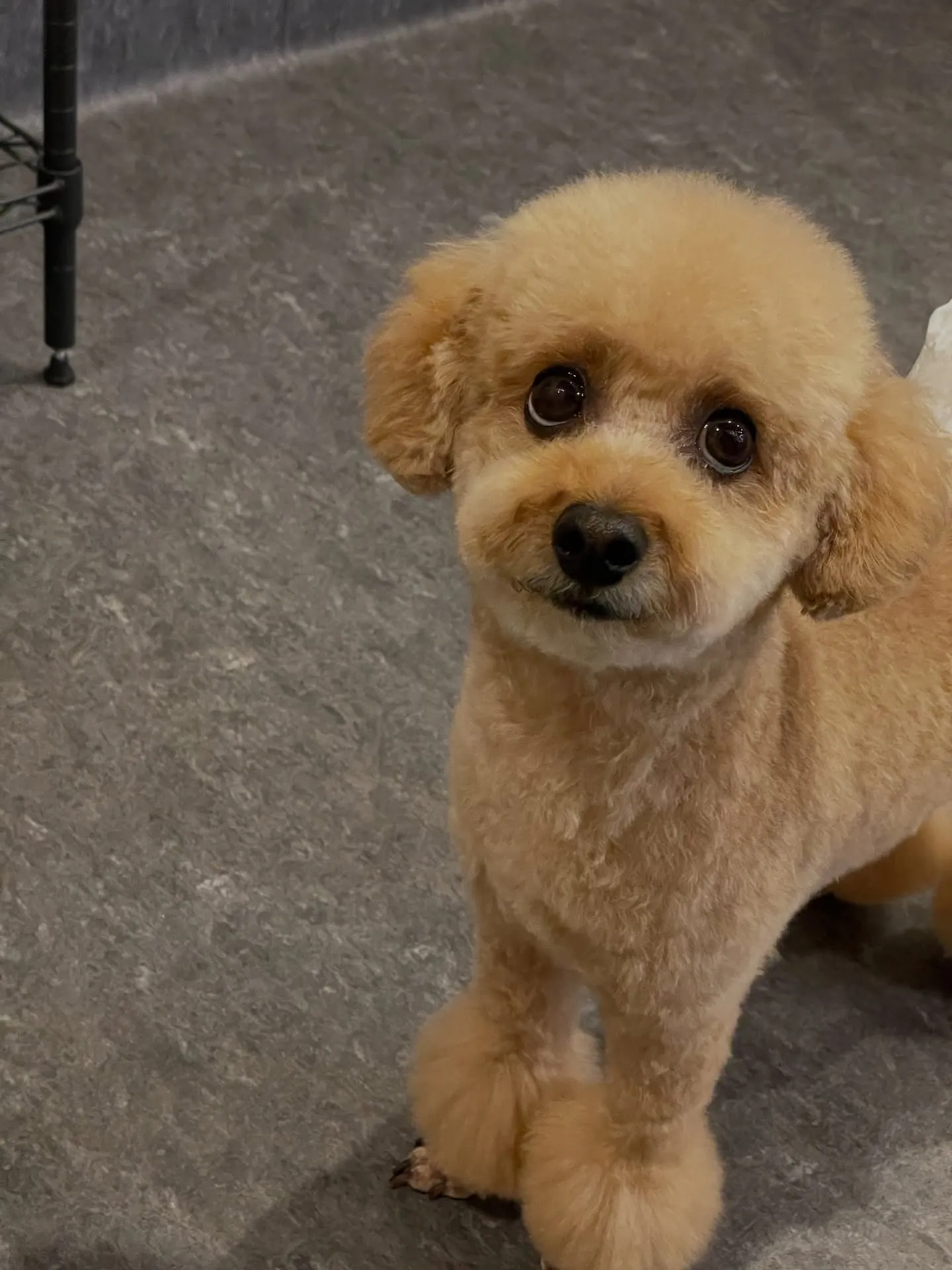 🌟🐶✨福岡市東区にある会員制トリミングサロンudog✨🐾当店...