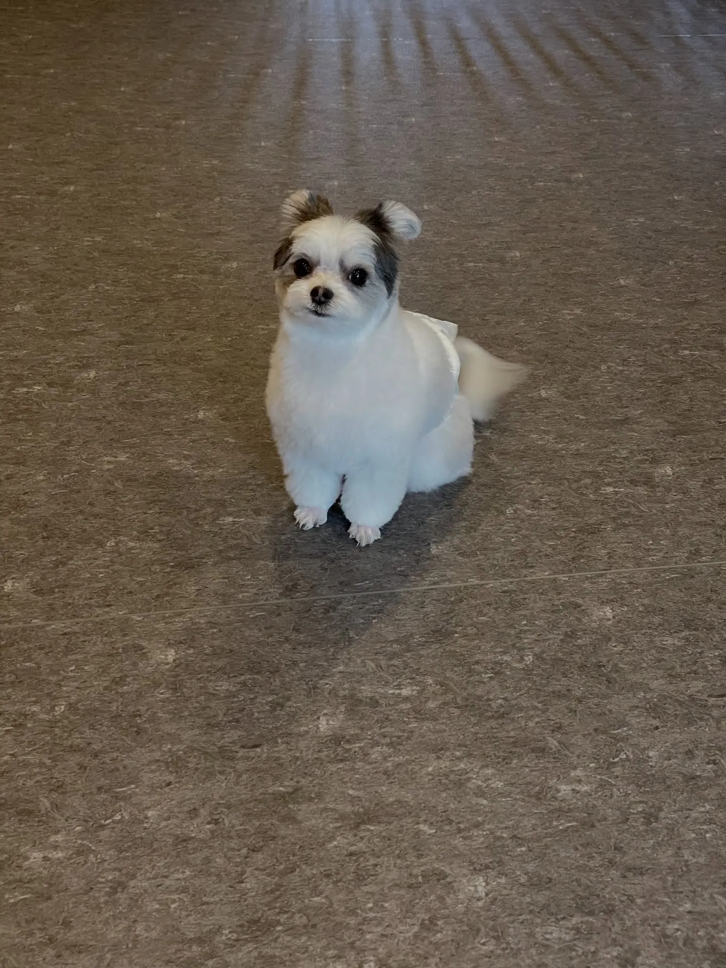 🌟🐶✨福岡市東区にある会員制トリミングサロンudog✨🐾当店...