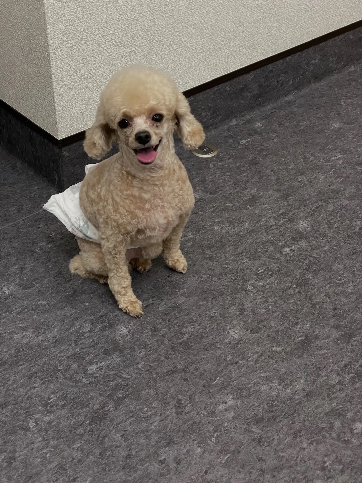 🌟🐶✨福岡市東区にある会員制トリミングサロンudog✨🐾当店...