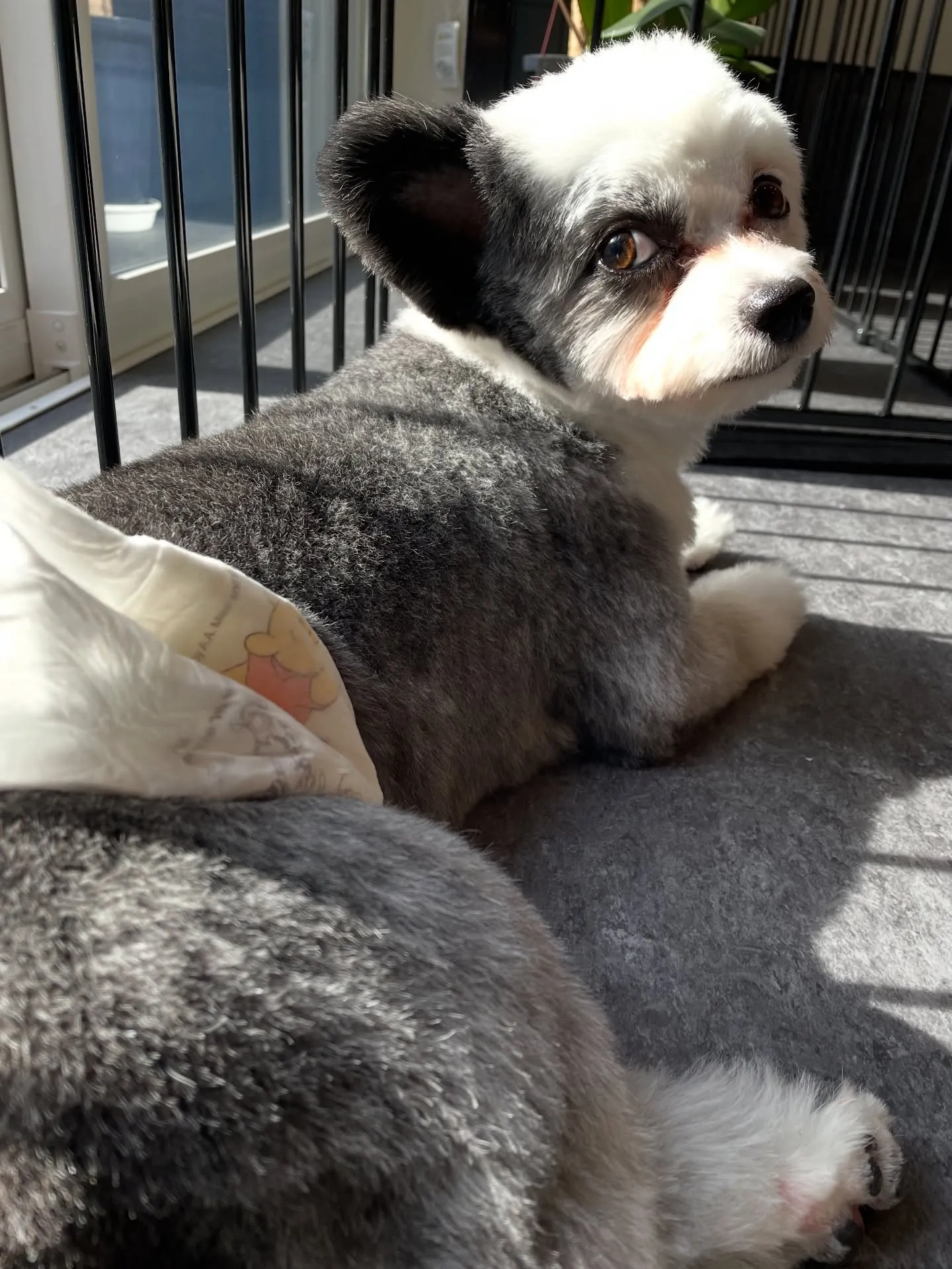 こんにちは、福岡市東区箱崎からほど近いトリミングサロン「ud...