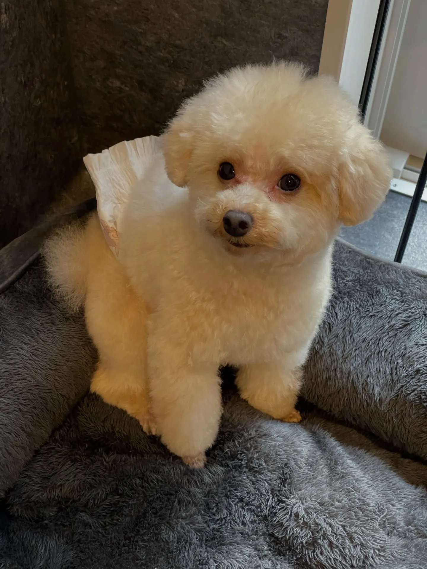 こんにちは、福岡市東区箱崎からほど近いトリミングサロン「ud...