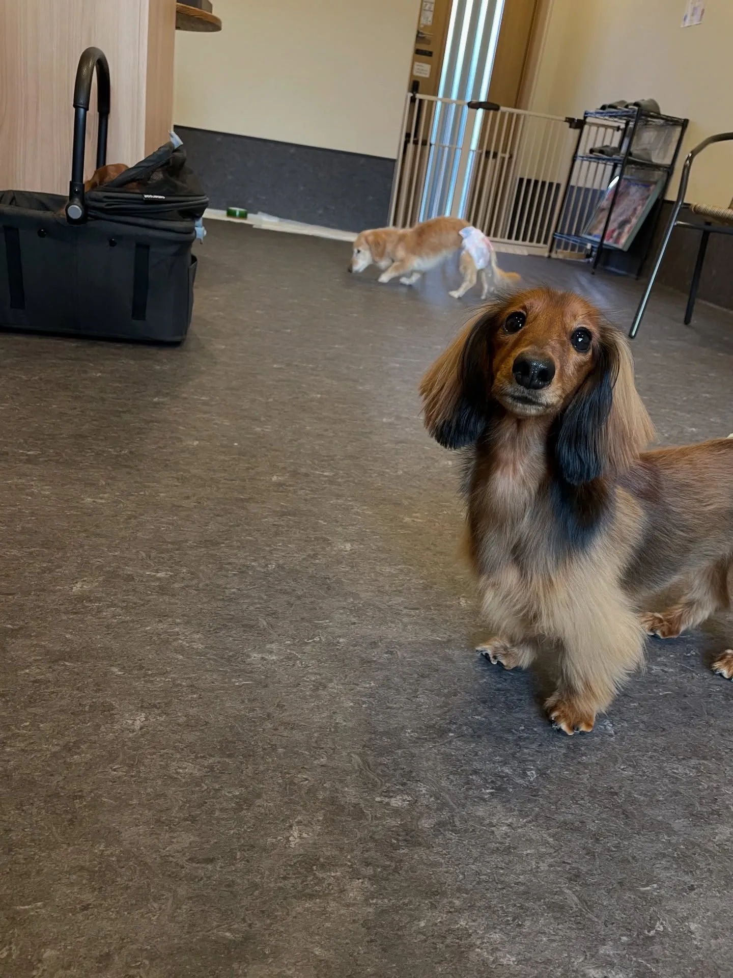 こんにちは、福岡市東区箱崎からほど近いトリミングサロン「ud...