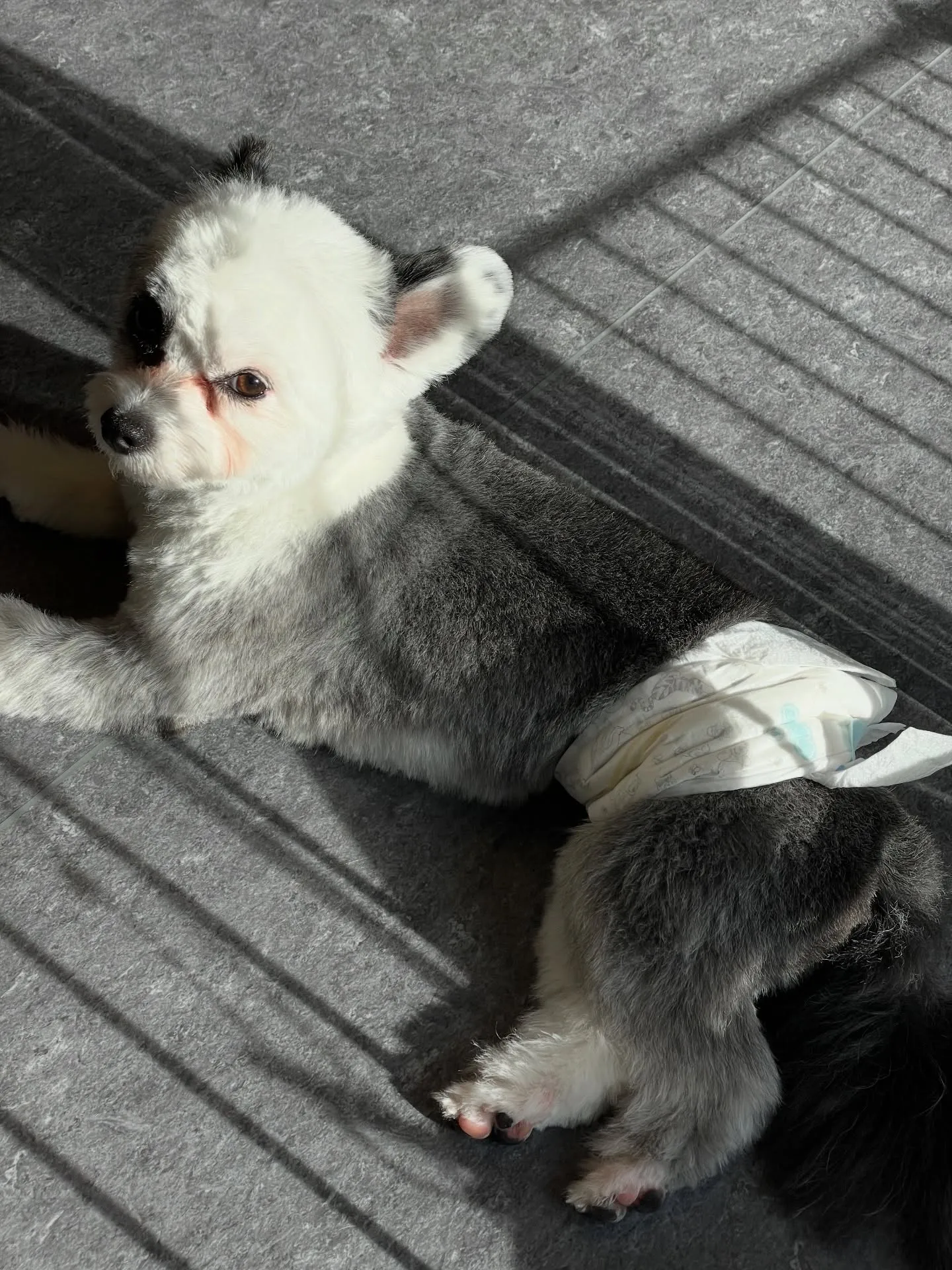 こんにちは、福岡市東区箱崎からほど近いトリミングサロン「ud...