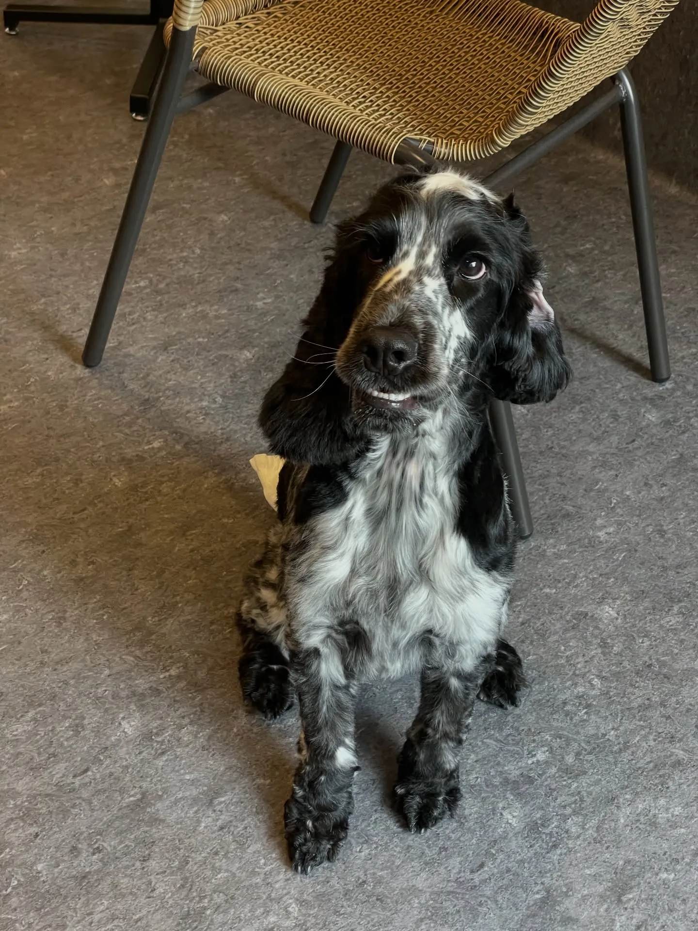 こんにちは、福岡市東区箱崎からほど近いトリミングサロン「ud...