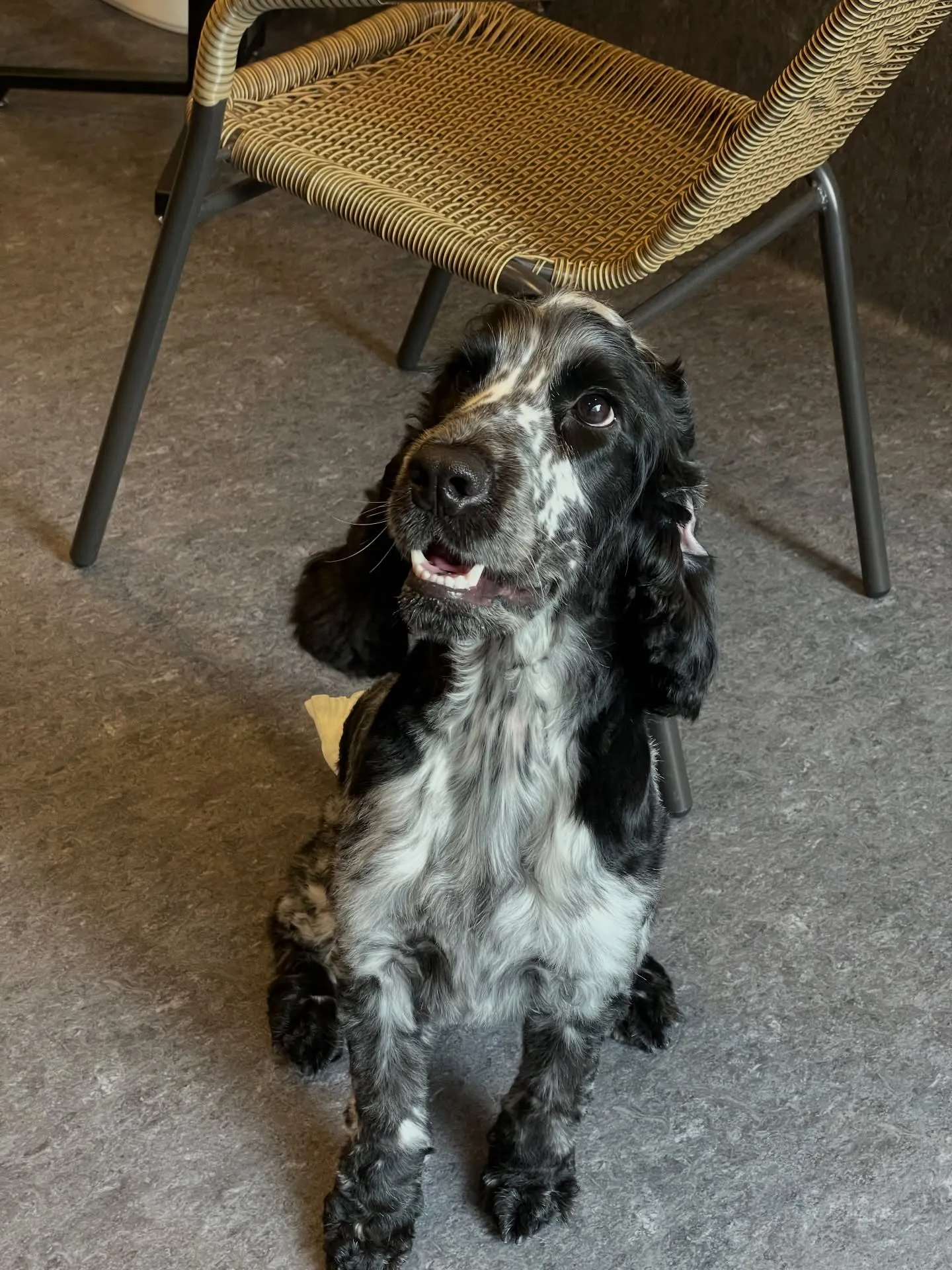 こんにちは、福岡市東区箱崎からほど近いトリミングサロン「ud...