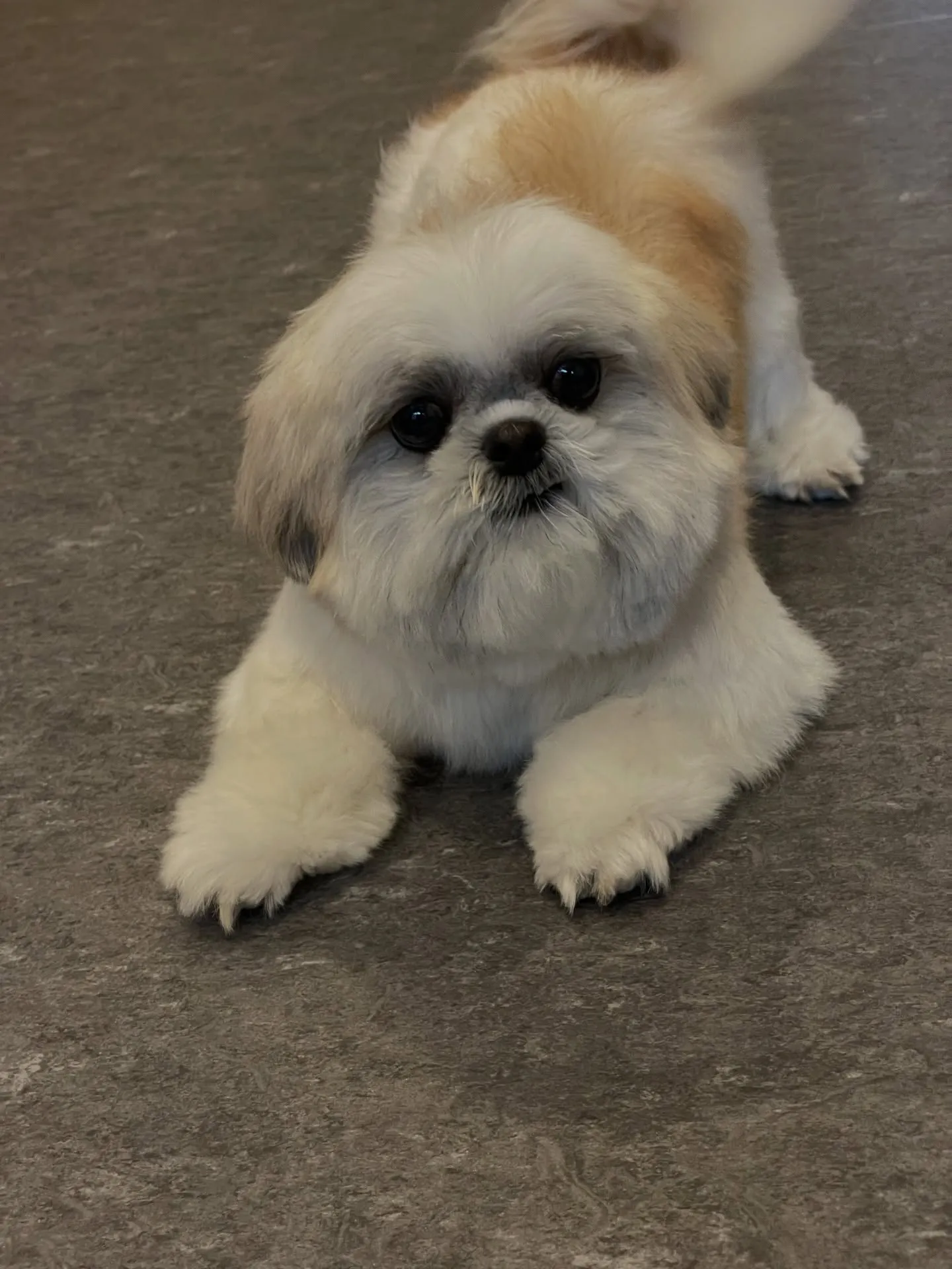 こんにちは、福岡市東区箱崎からほど近いトリミングサロン「ud...