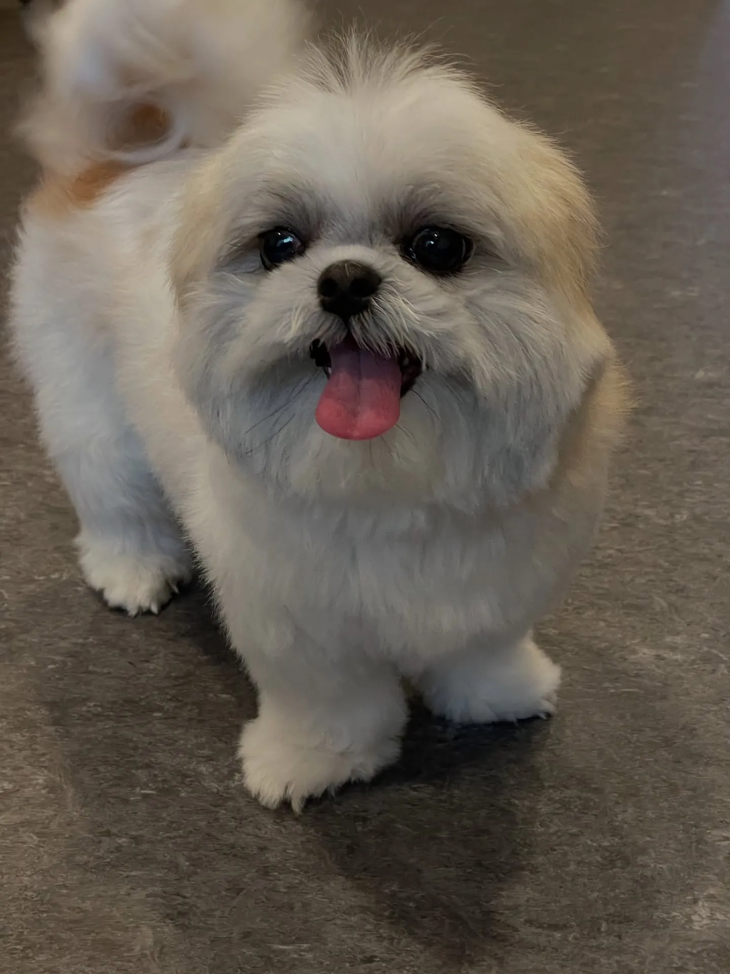 こんにちは、福岡市東区箱崎からほど近いトリミングサロン「ud...