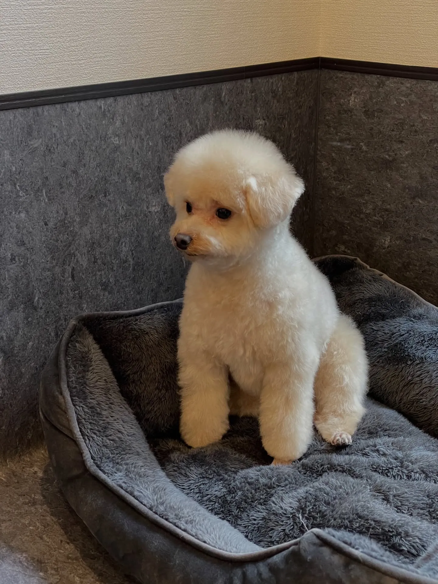 こんにちは、福岡市東区箱崎からほど近いトリミングサロン「ud...