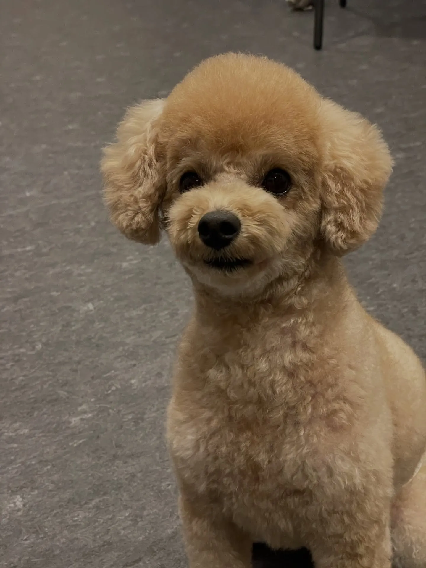 🐶✨こんにちは、愛犬家の皆様！福岡市東区箱崎駅から程近くに位...