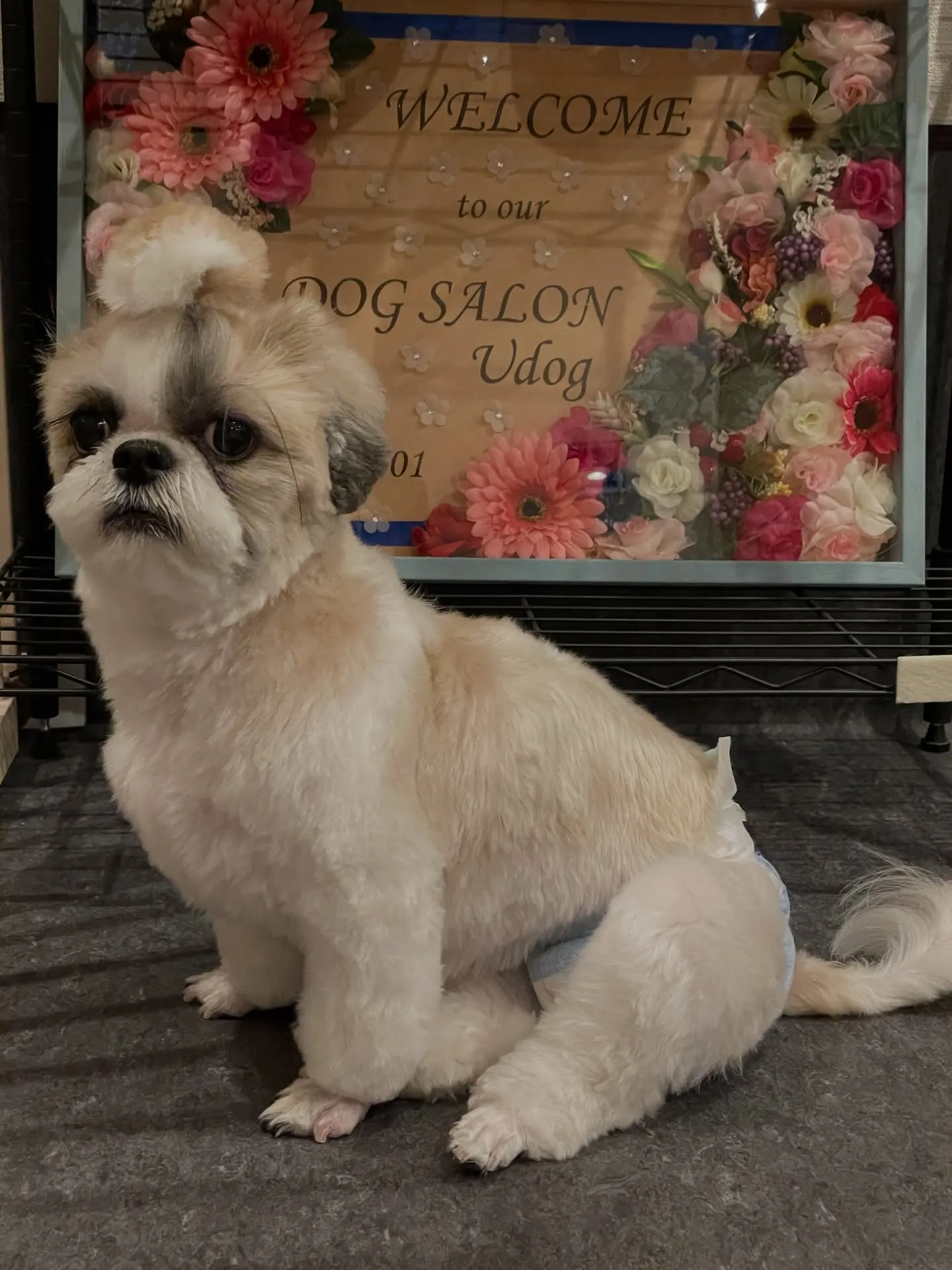 🐶✨こんにちは、愛犬家の皆様！福岡市東区箱崎駅から程近くに位...