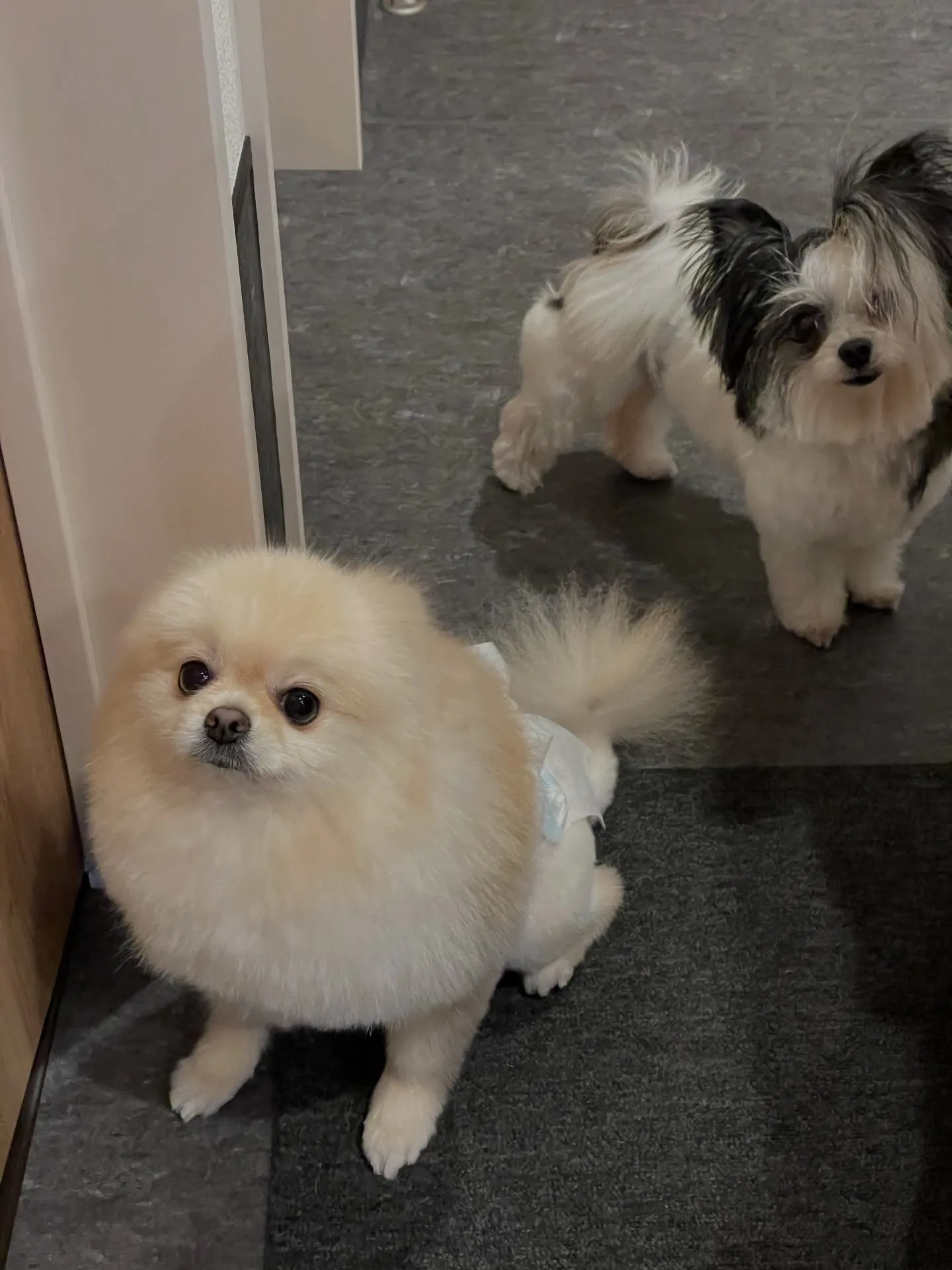 🐶✨こんにちは、愛犬家の皆様！福岡市東区箱崎駅から程近くに位...