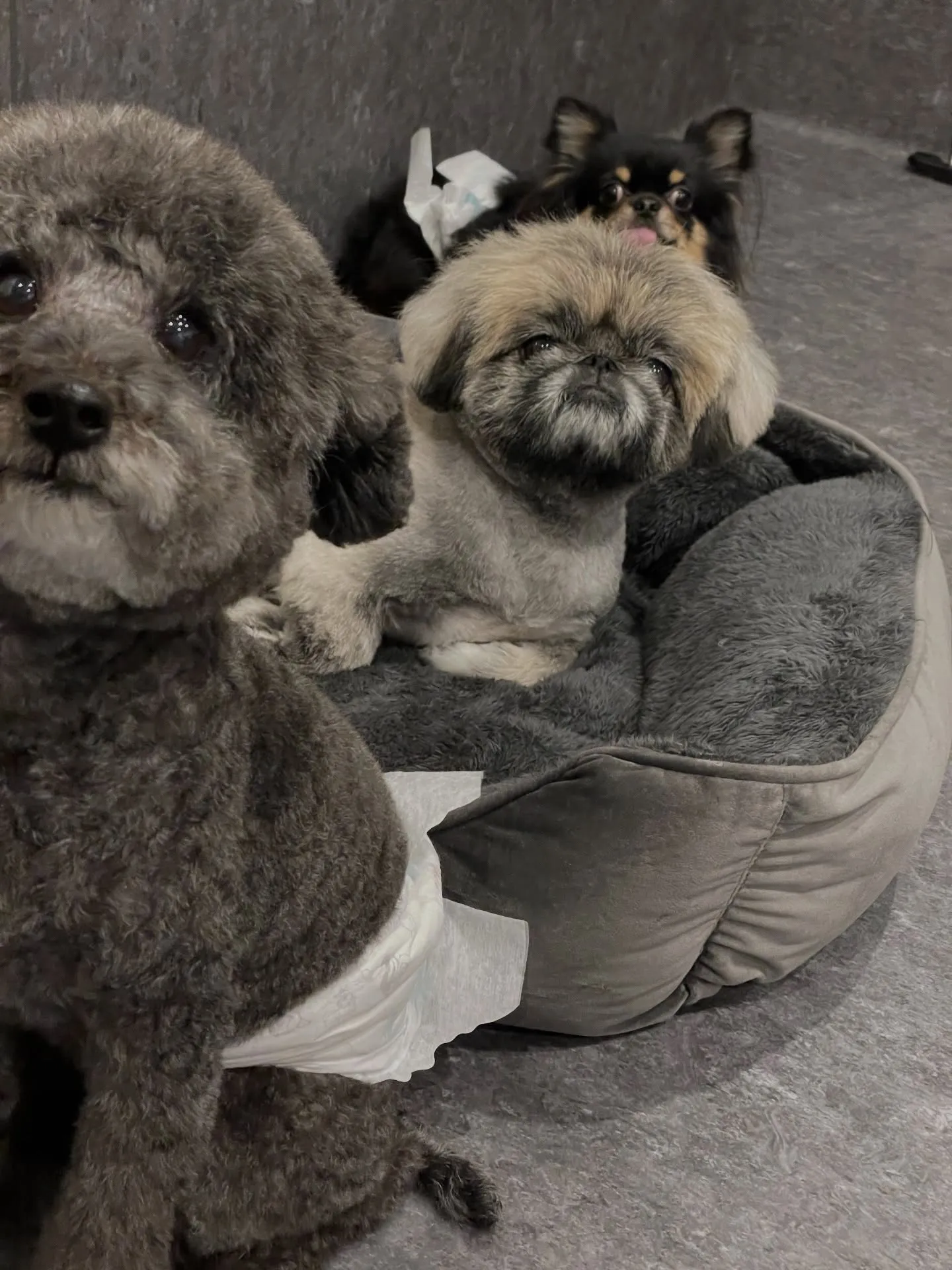 🐶✨こんにちは、愛犬家の皆様！福岡市東区箱崎駅から程近くに位...