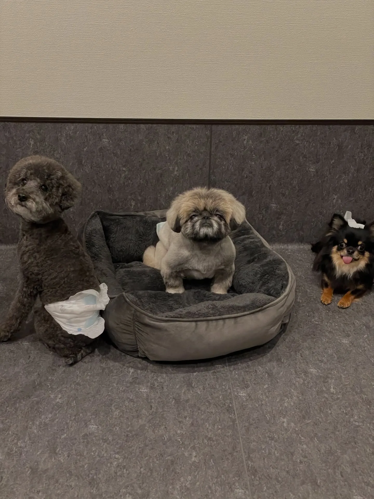 🐶✨こんにちは、愛犬家の皆様！福岡市東区箱崎駅から程近くに位...