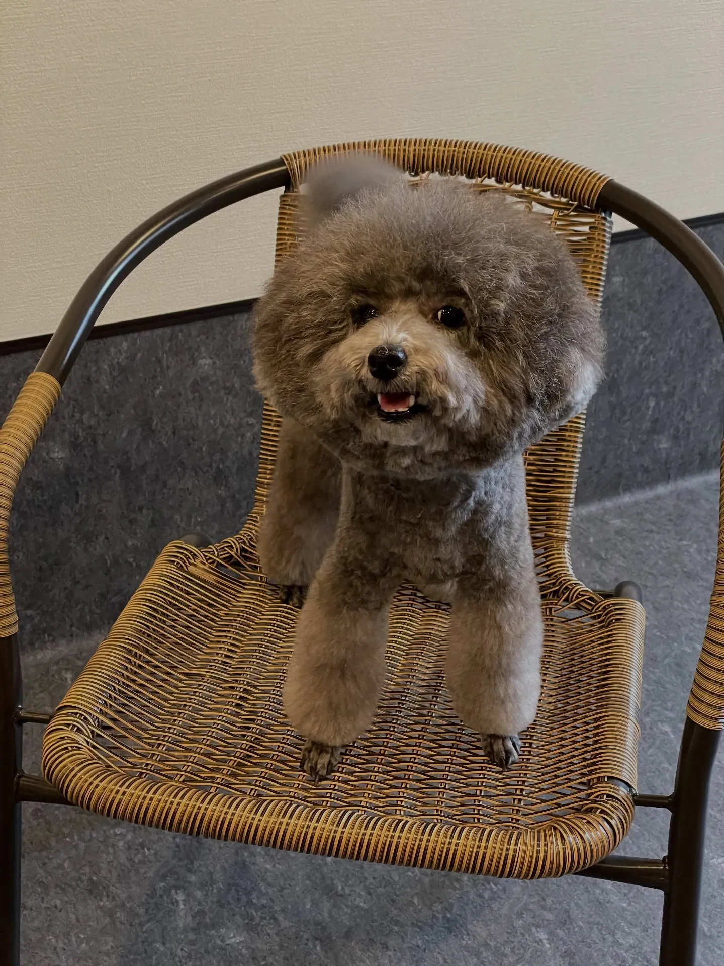 🐶✨こんにちは、愛犬家の皆様！福岡市東区箱崎駅から程近くに位...