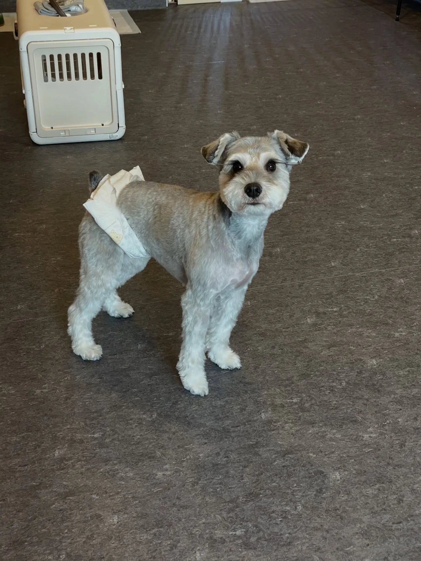 🐶✨こんにちは、愛犬家の皆様！福岡市東区箱崎駅から程近くに位...