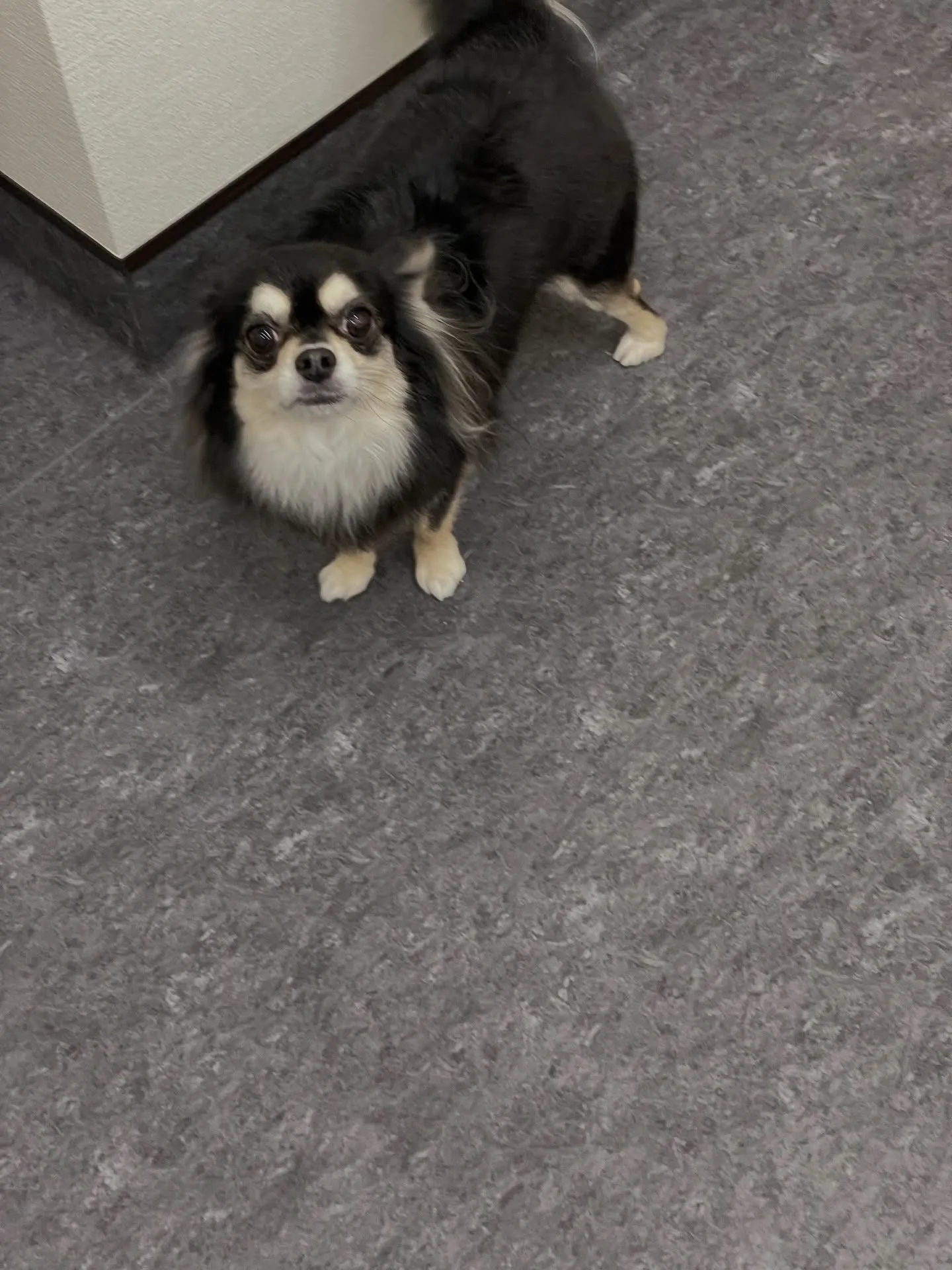 「ドッグサロンudog」で、大切な愛犬に特別な時間を🐾。