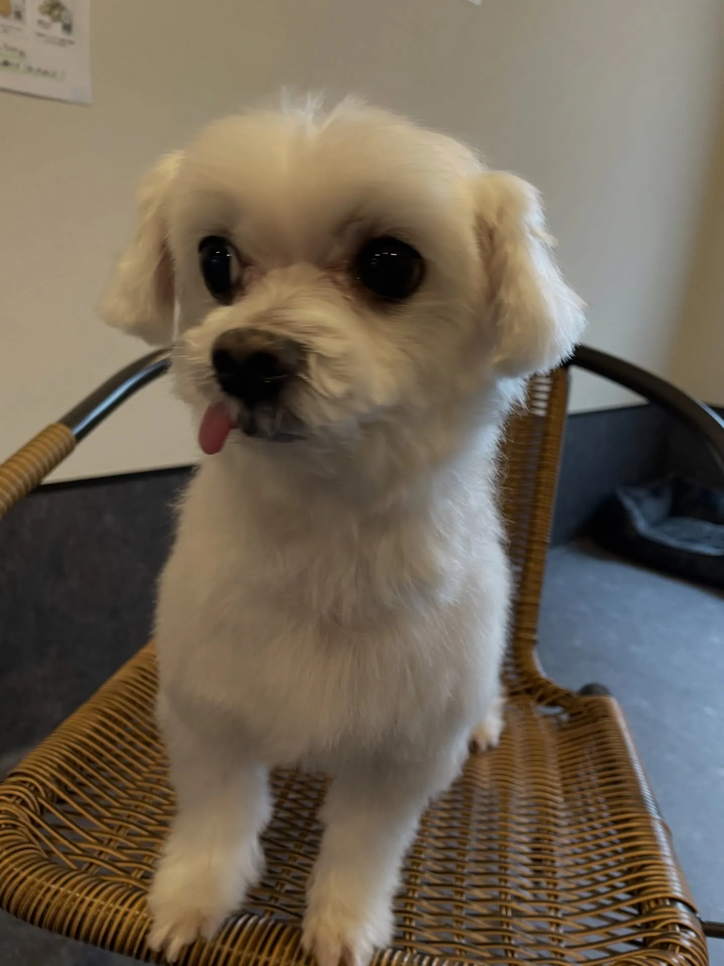 「ドッグサロンudog」で、大切な愛犬に特別な時間を🐾。