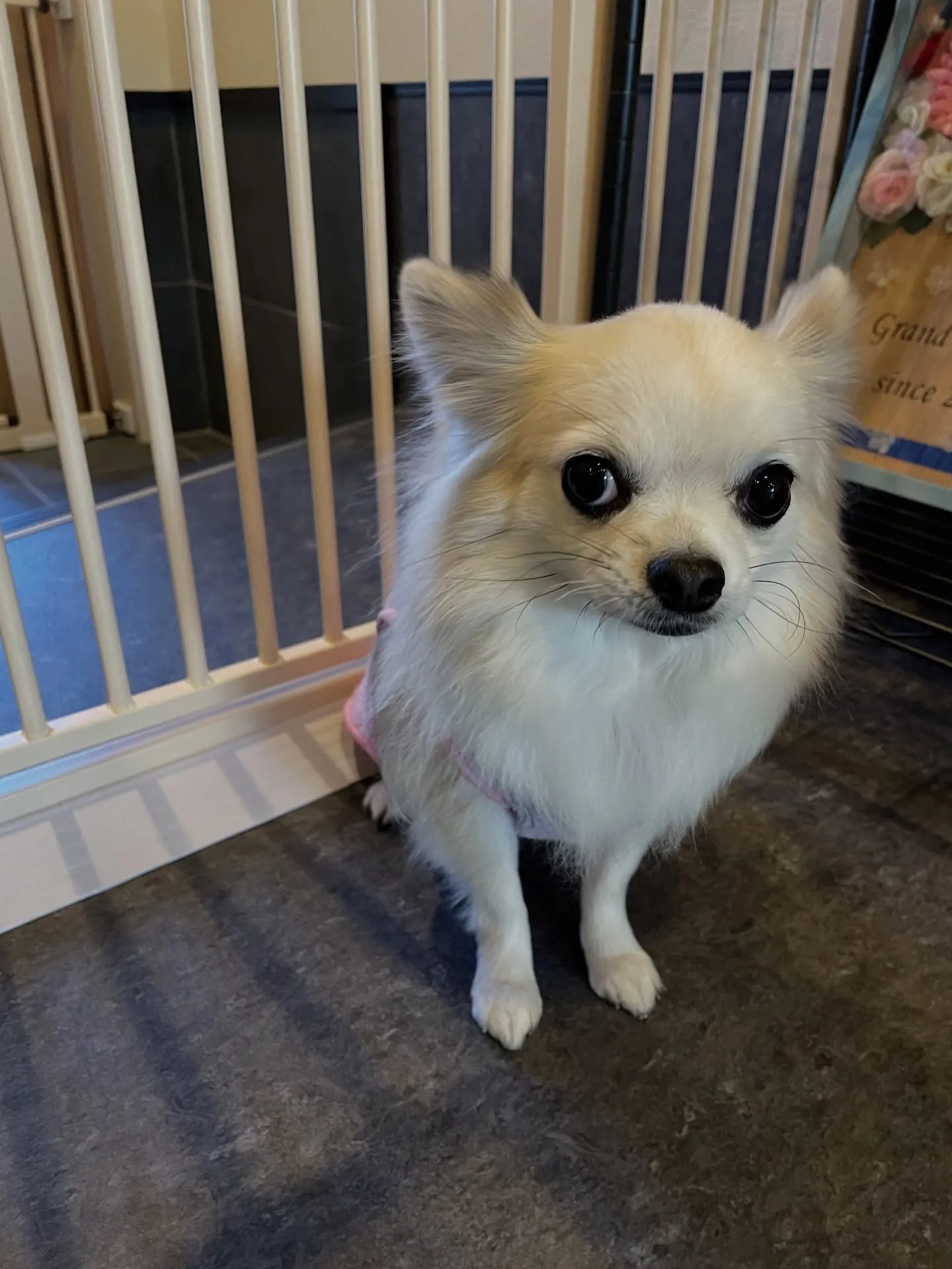 「ドッグサロンudog」で、大切な愛犬に特別な時間を🐾。